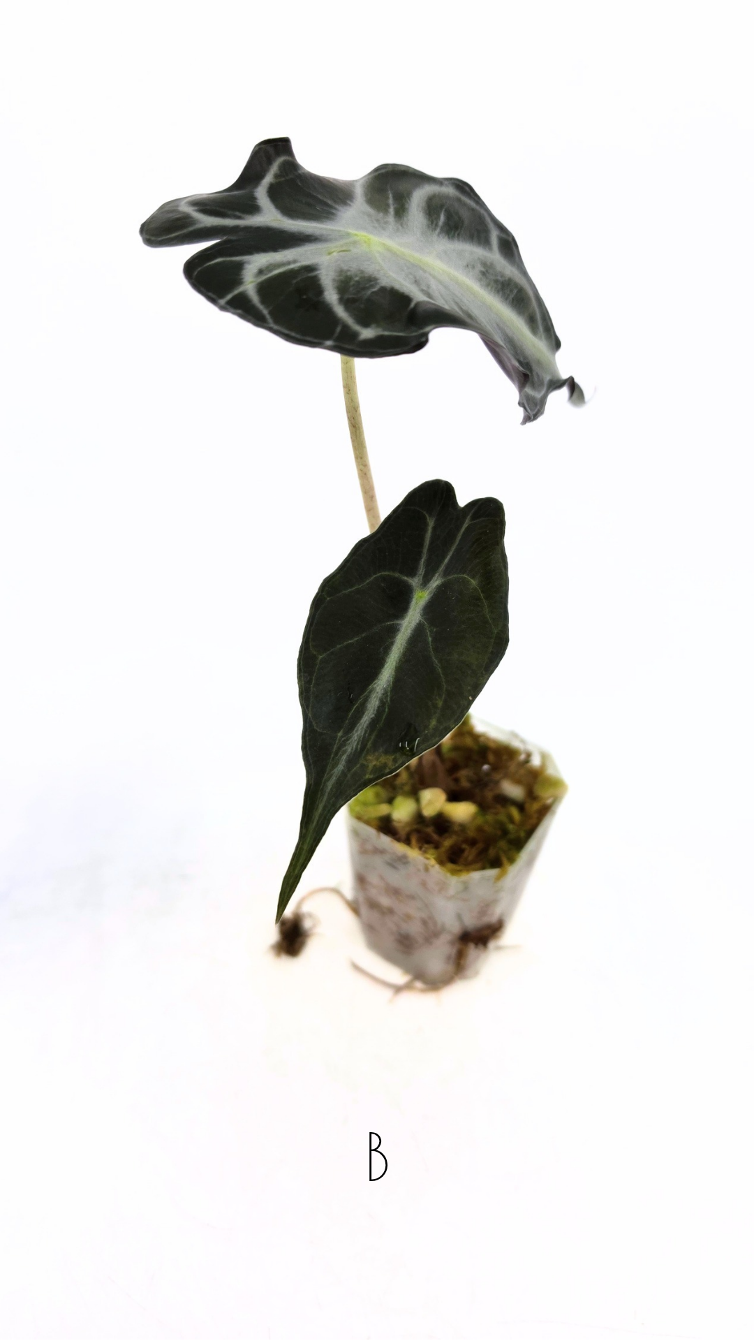 Rare indoor plant Alocasia Venom available for sale at rare house plant shop The Leaf Gallery in Perth, Western Australia