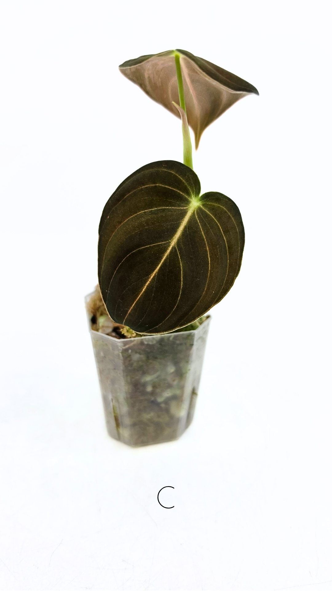 Rare plant Philodendron Melanochrysum Varigated available for sale at rare plant shop The Leaf Gallery in Perth, Western Australia