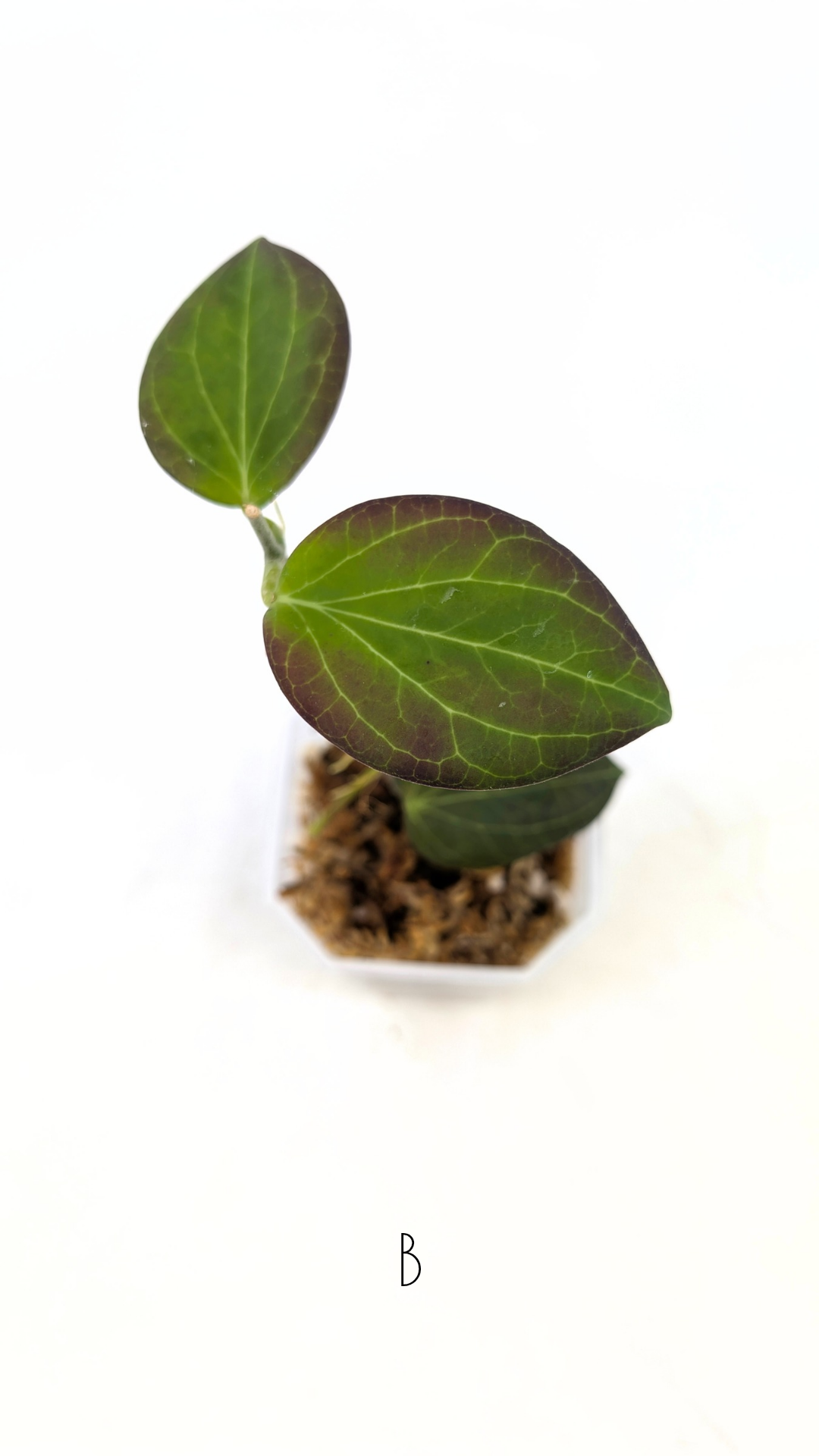 Rare waxplant Hoya Hellwigiana IML1101 available for sale at rare indoor plant shop The Leaf Gallery in Perth, Western Australia