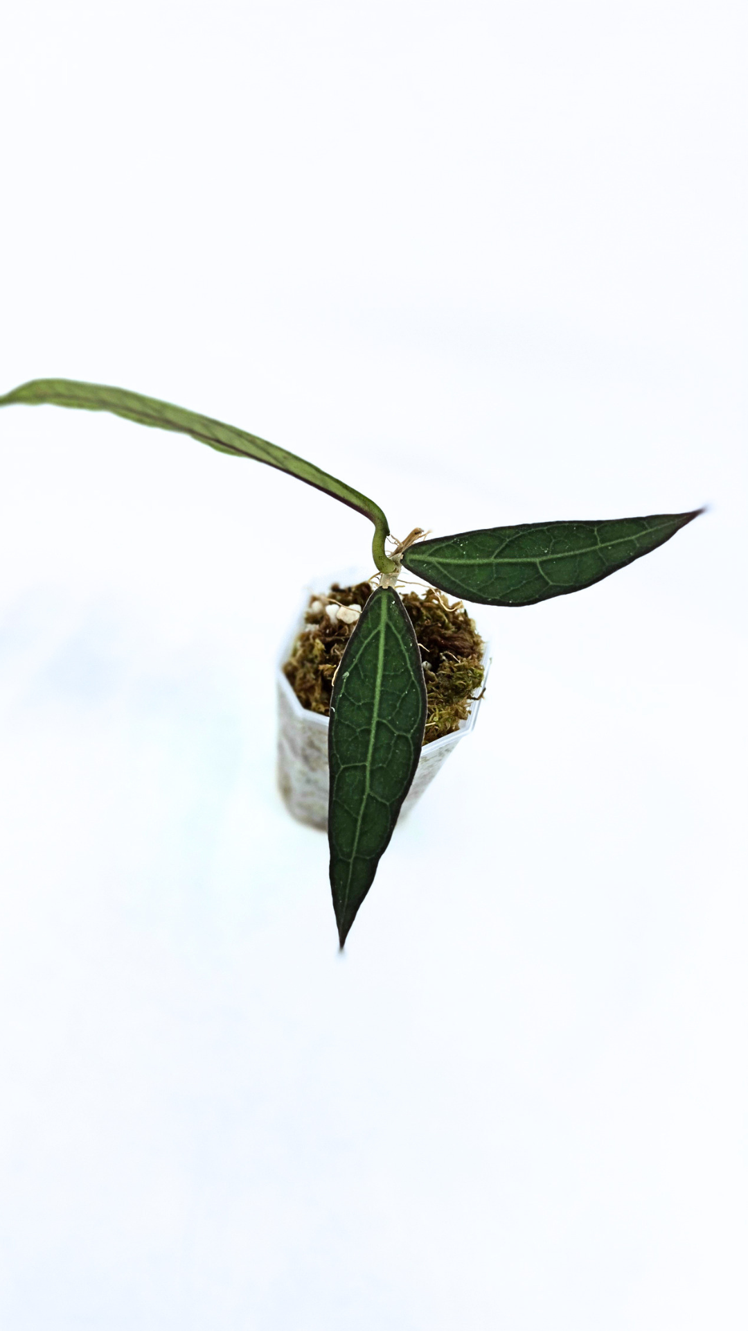 Rare Wax Plant Hoya Clemensiorum available for sale at rare house plant shop The Leaf Gallery in Perth, Western Australia