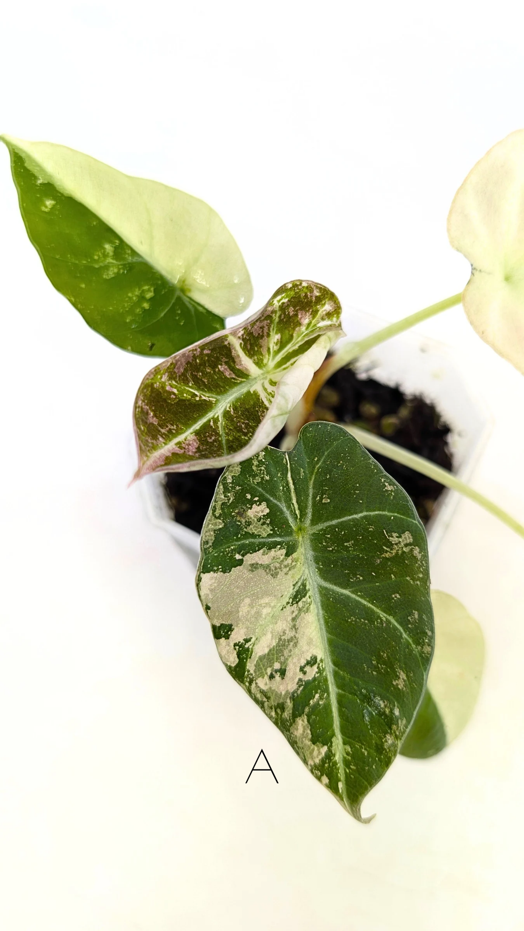 Rare indoor plant Alocasia Black Velvet Pink Variegated available for sale from rare house plant shop The Leaf Gallery in Perth, Western Australia