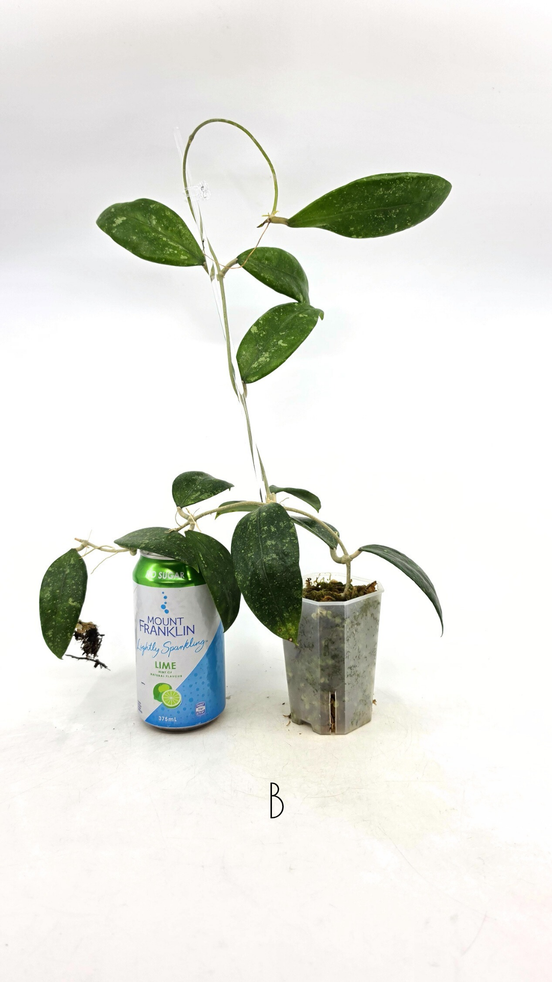 Rare waxplant Hoya Ko Chag Island available for sale at rare indoor plant shop The Leaf Gallery in Perth, Western Australia