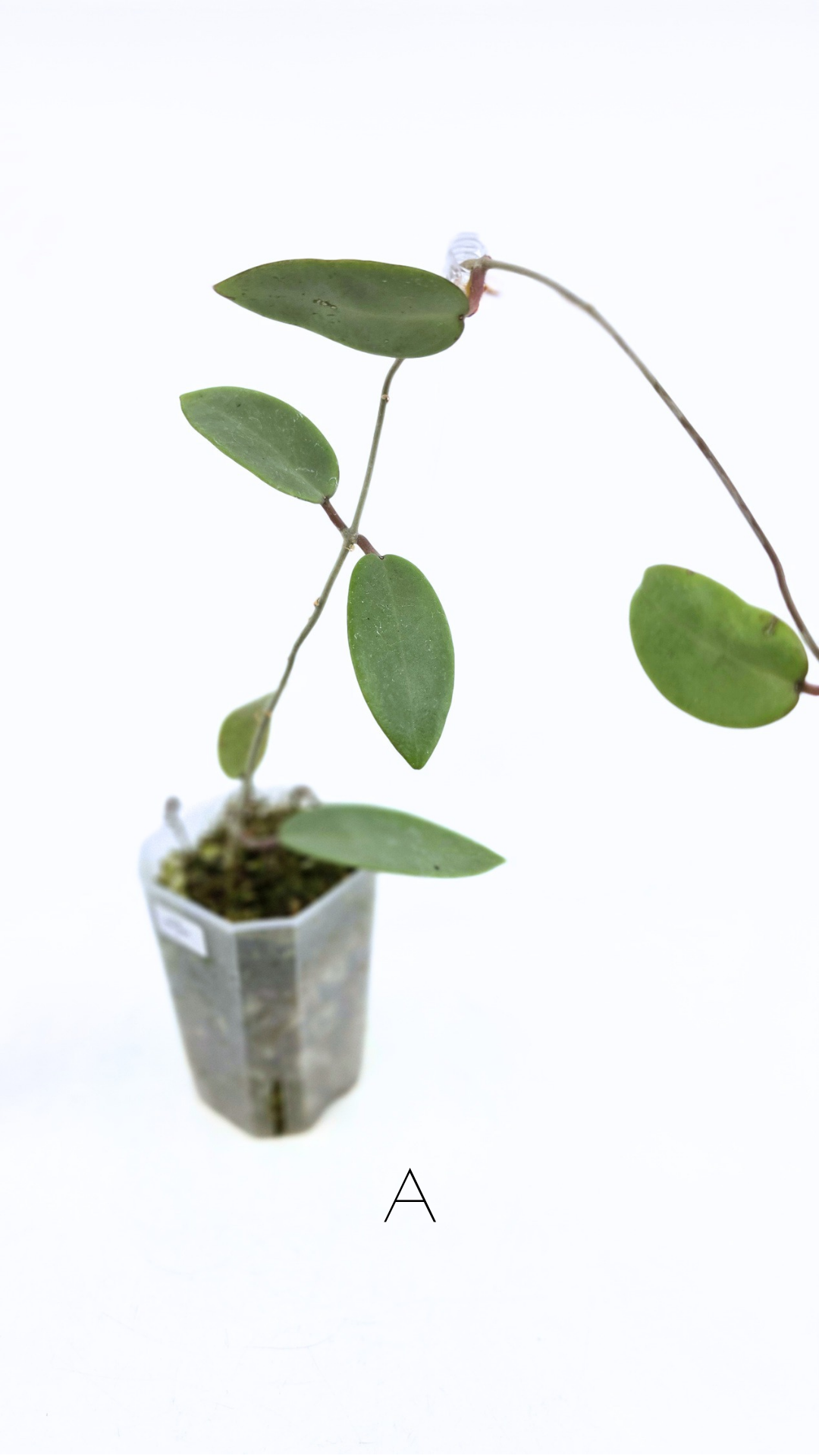 Rare waxplant Hoya Silver Dollar available for sale at rare indoor plant shop The Leaf Gallery in Perth, Western Australia