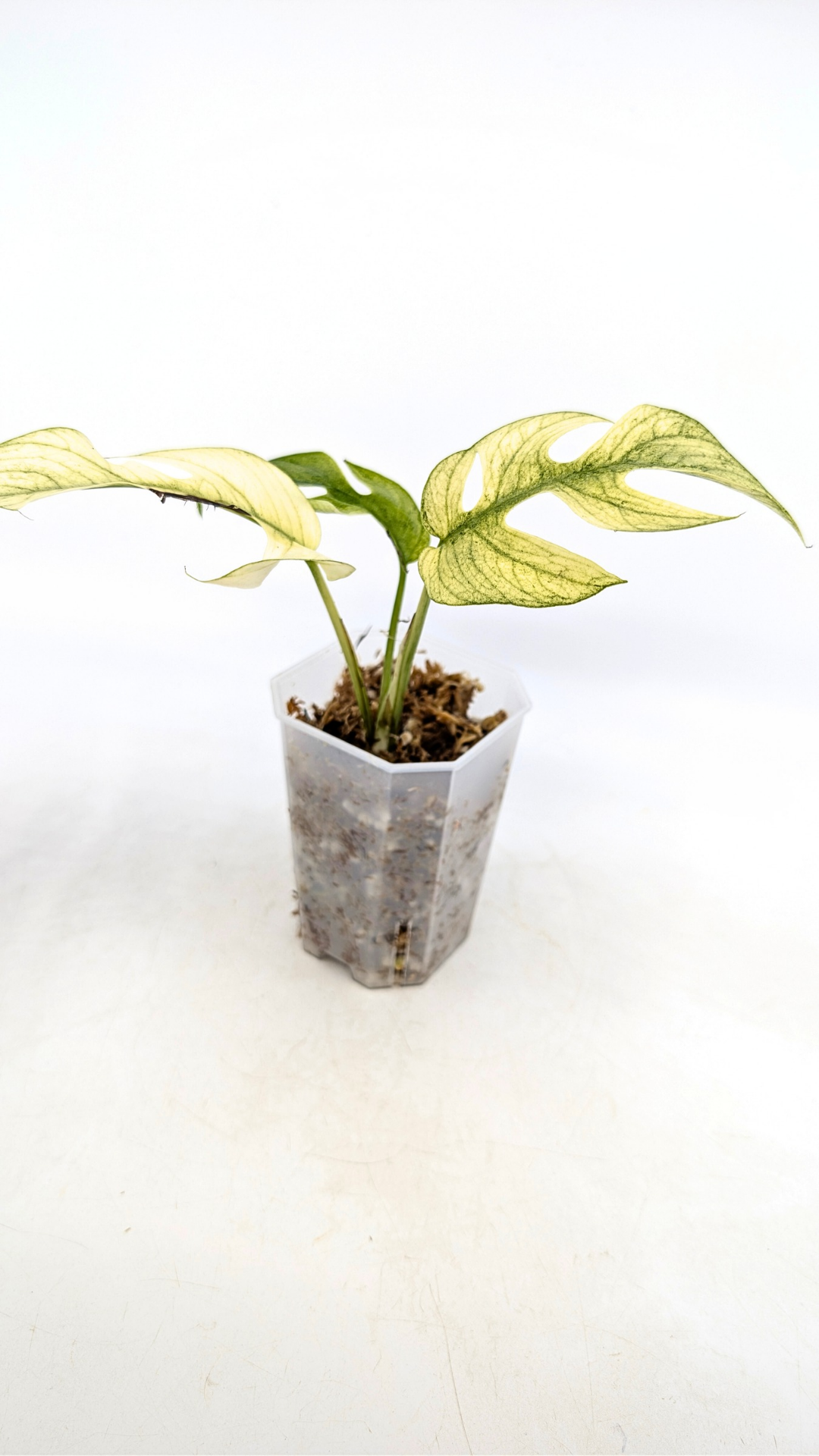 Rare indoor plant Raphidophora Tetrasperma Mint Varigated for sale by rare plant shop The Leaf Gallery in Perth, Western Australia