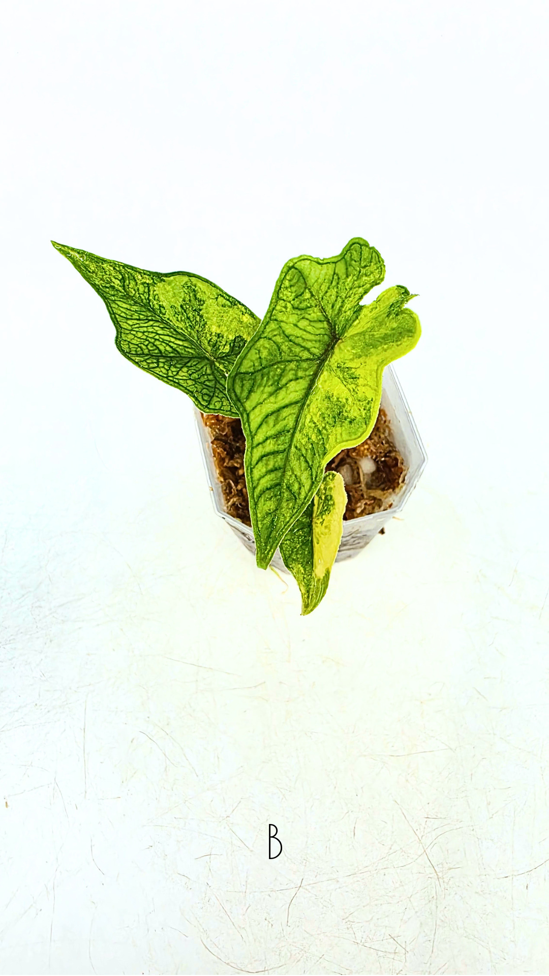 Rare indoor plannt Alocasia Jacklyn Variegated available for sale at rare house plant shop The Leaf Gallery in Perth, Western Australia.