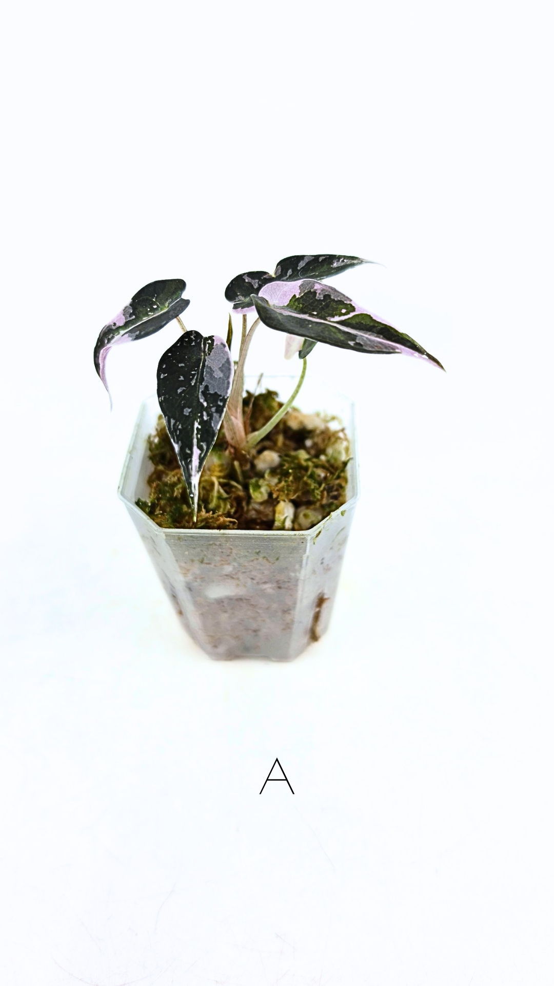 Rare indoor plant Alocasia Amazonica Bambino Pink TC plantlets available for sale at rare houseplant shop The Leaf Gallery in Perth, Western Australia