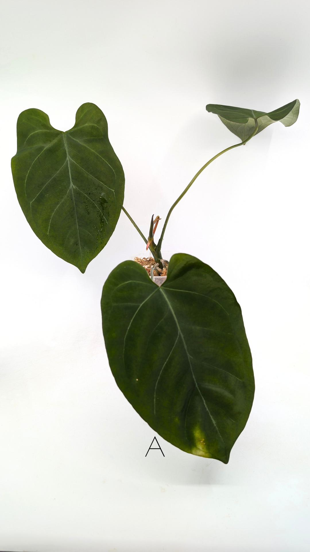 Uncommon indoor plant Anthurium Bosworth Beauty x Crystallinum available for sale at rare plant shop The Leaf Gallery in Perth, Western Australia