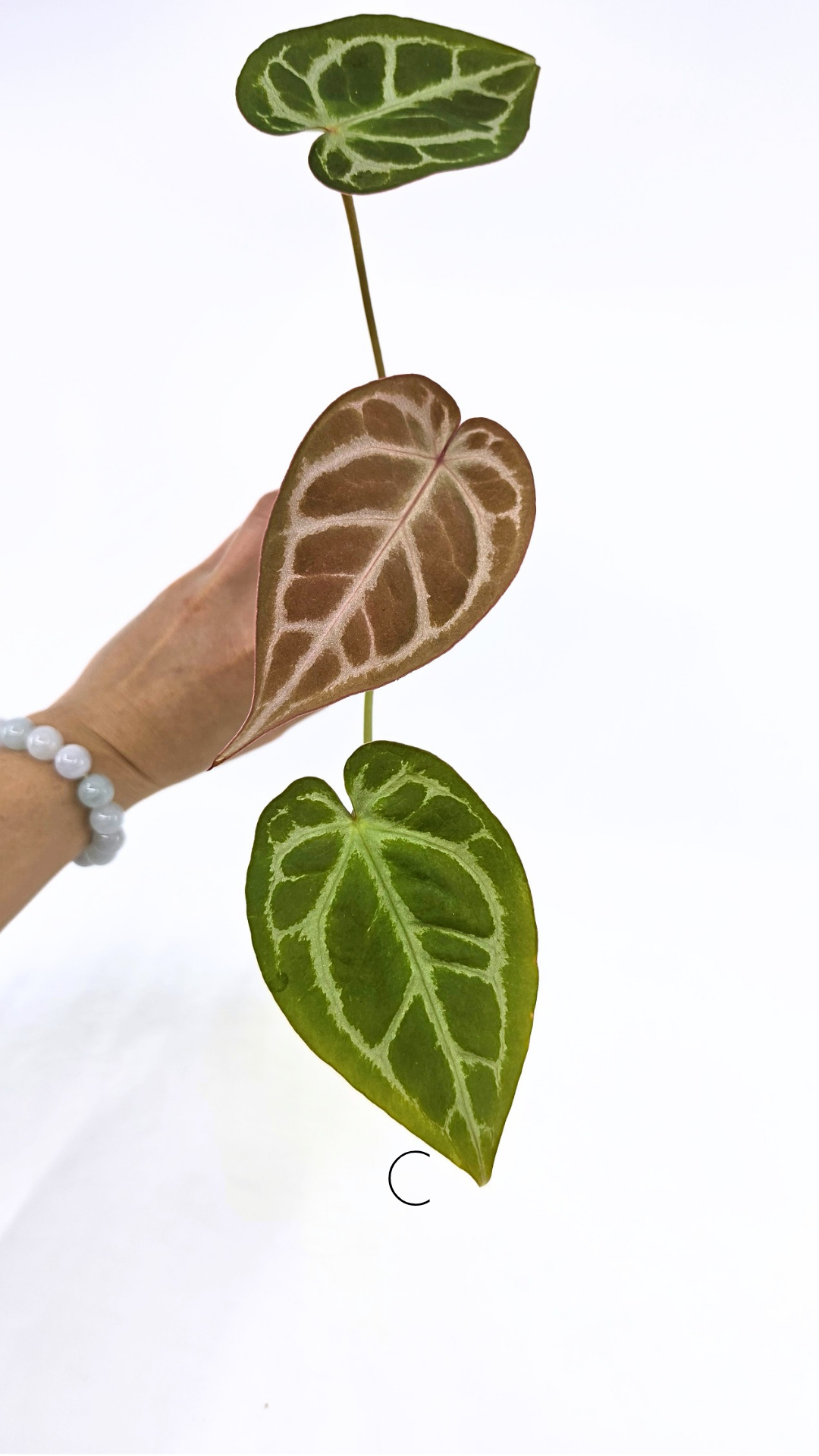 Rare anthurium hybrid Anthurium red dorayaki mutation with Anthurium Michelle by The Leaf Gallery in Perth, Western Australia