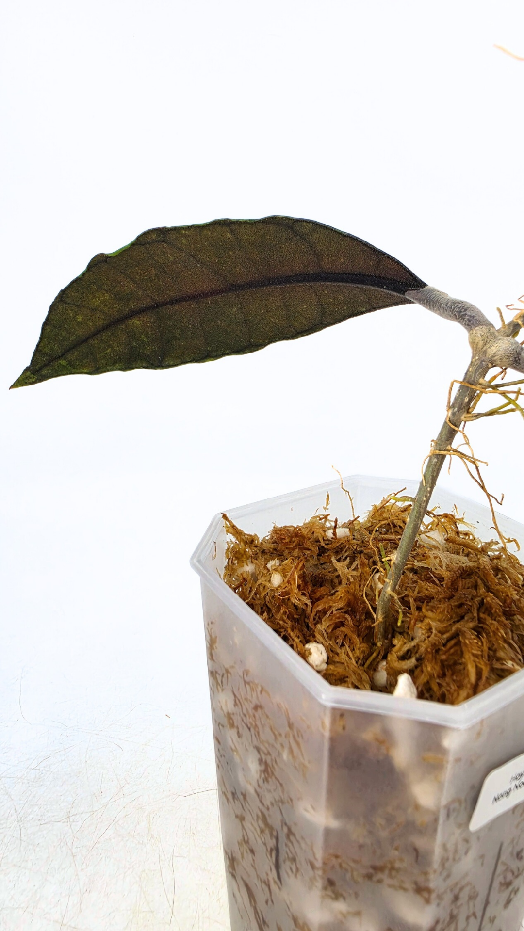 Rare Wax Plant Hoya Nong Nooch IML 1541. Indoor plant grown and propagated by rare house plant shop The Leaf Gallery in Perth, Western Australia