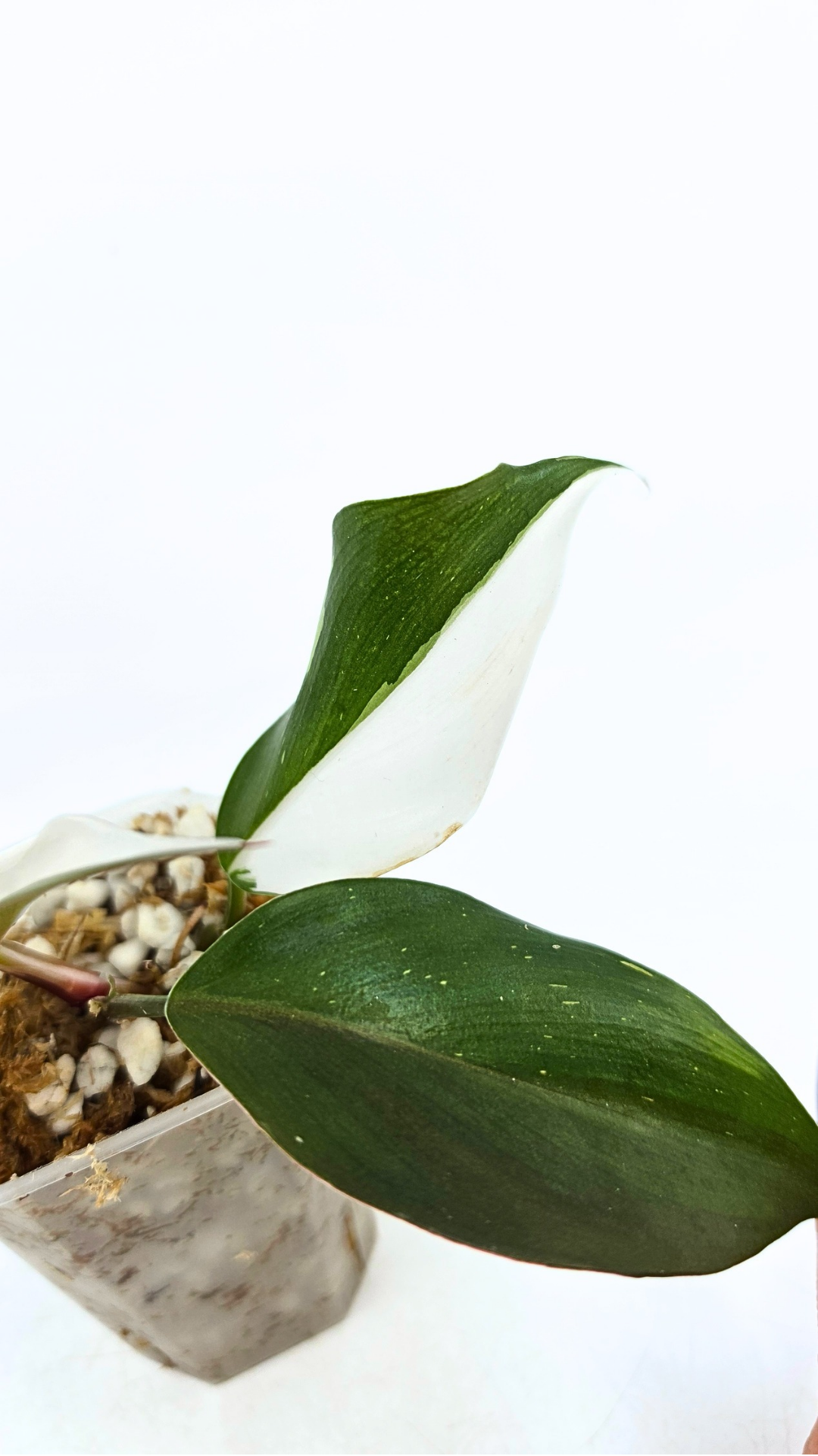 Rare plant Philodendron White Knight by rare plant shop the Leaf Gallery in Perth, Western Australia