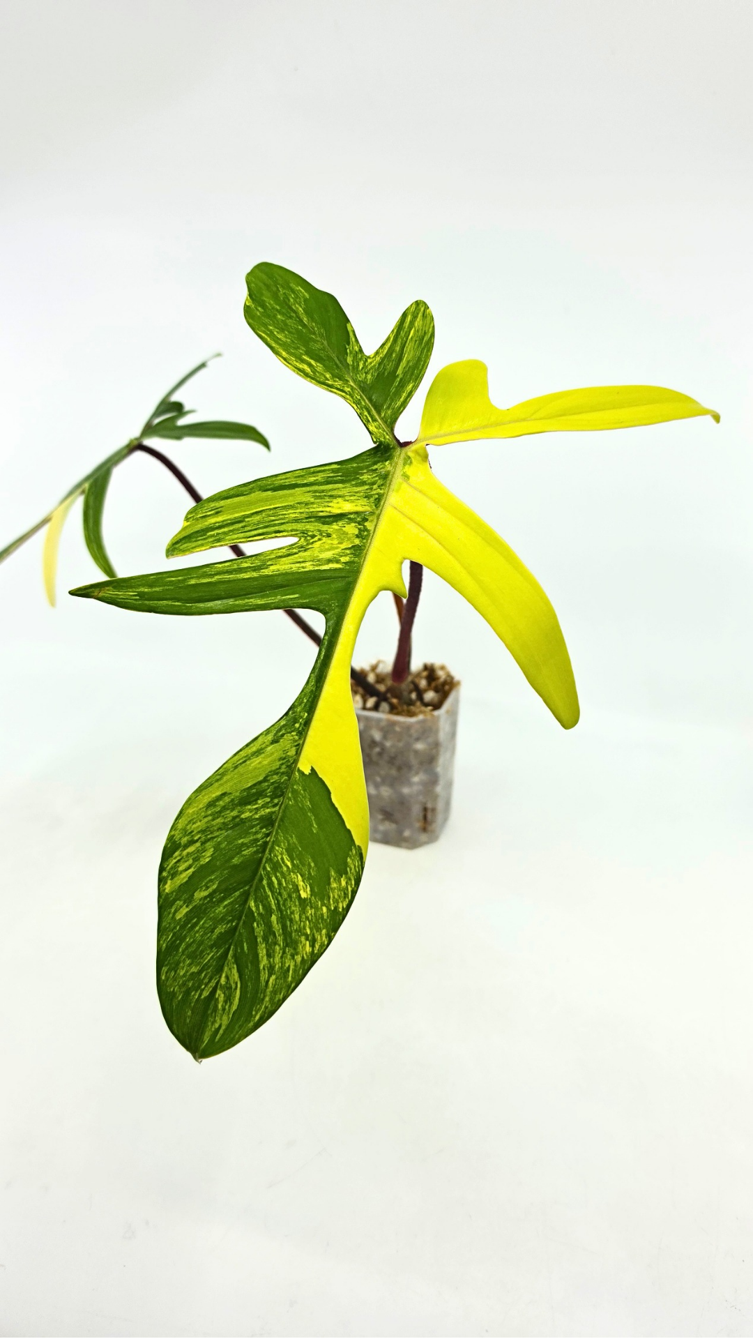 Rare indoor plant Philodendron Florida Beauty Varigated available at rare plant shop The Leaf Gallery in Perth, Western Australia