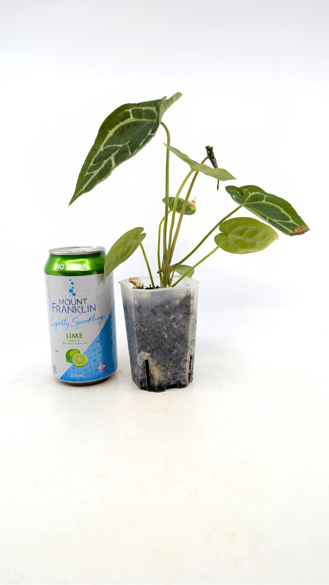 Rare indoor plant Anthurium SKG Silver with Anthurium Forgetii hybrid available at rare plant shop The Leaf Gallery in Perth, Western Australia