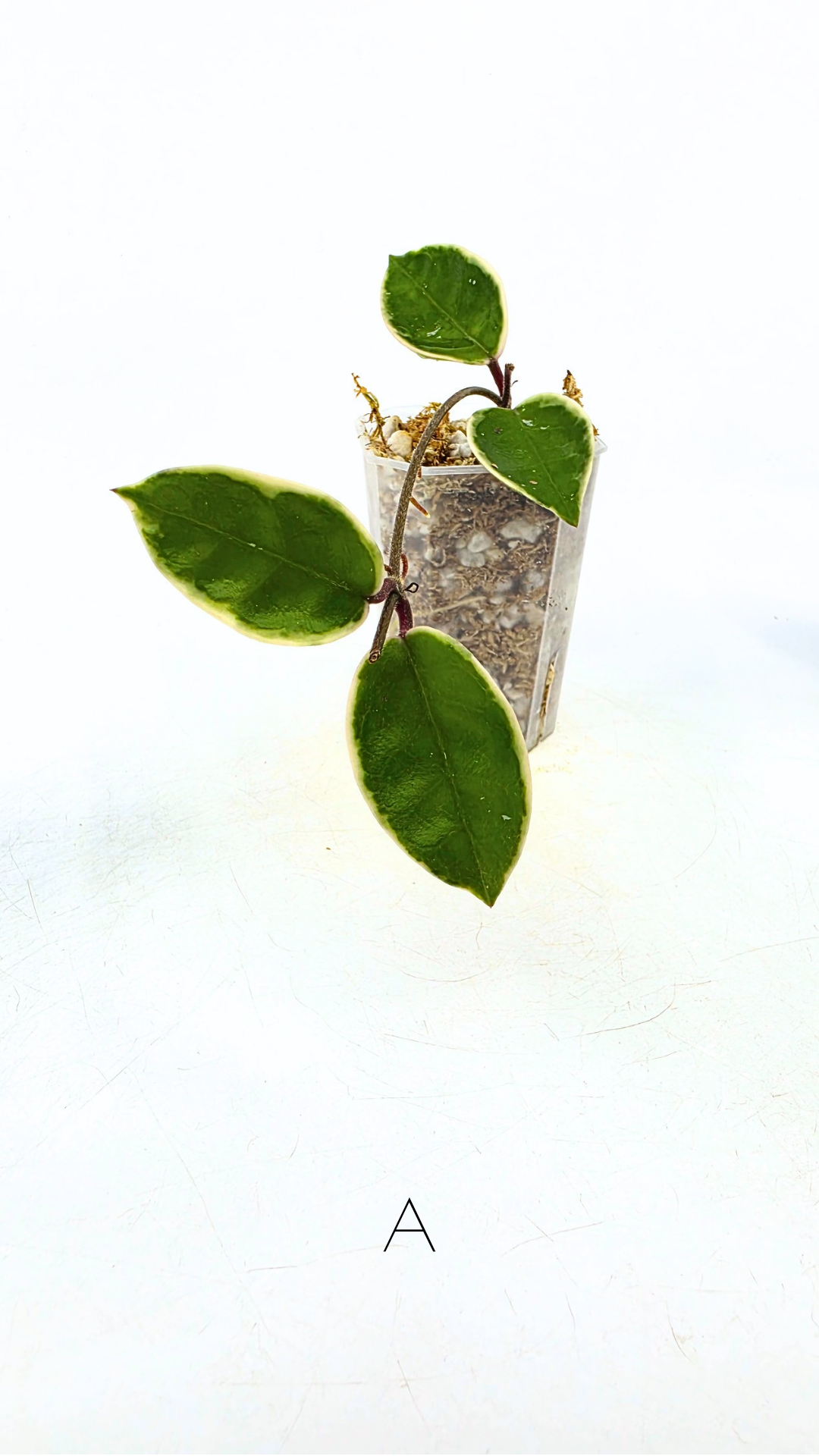 Uncommon indoor plant hoya Carnosa Krimson Queen propagated by and available for sale at rare plant shop The Leaf Gallery in Perth.