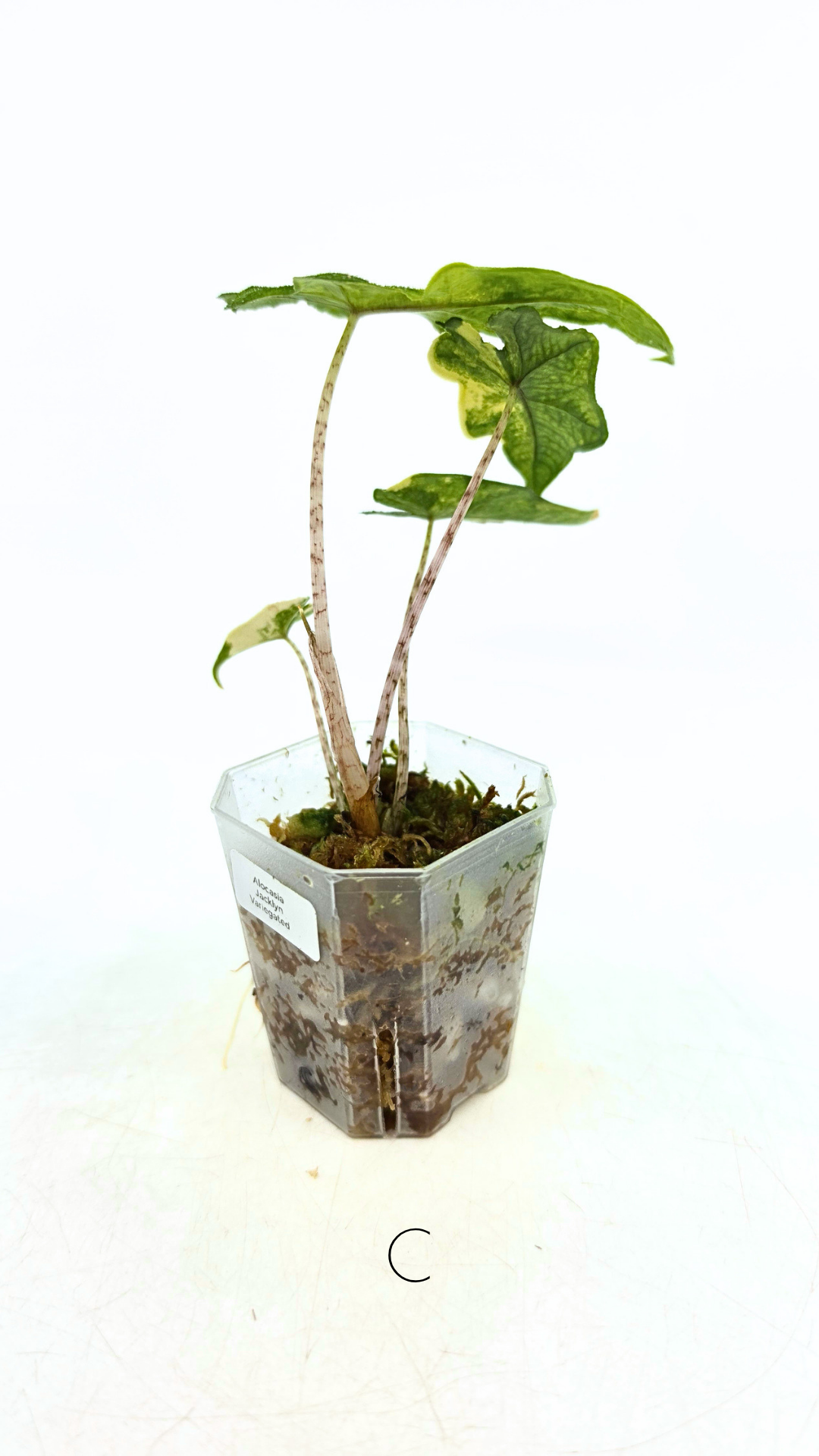Rare indoor plant Alocasia Jacklyn Variegated available for sale at rare house plant shop The Leaf Gallery in Perth, Western Australia.