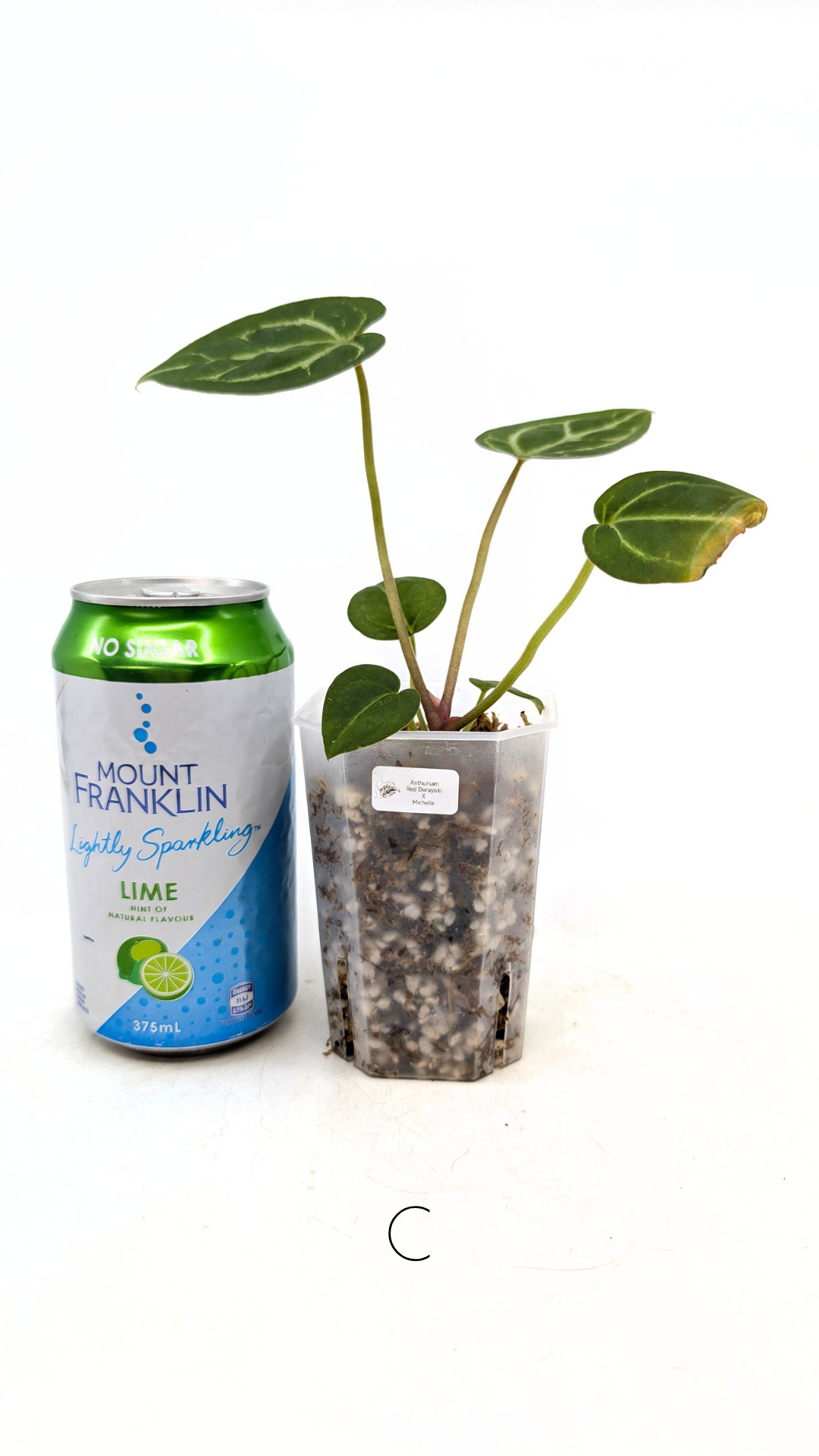 Rare anthurium hybrid Anthurium red dorayaki mutation with Anthurium Michelle by The Leaf Gallery in Perth, Western Australia