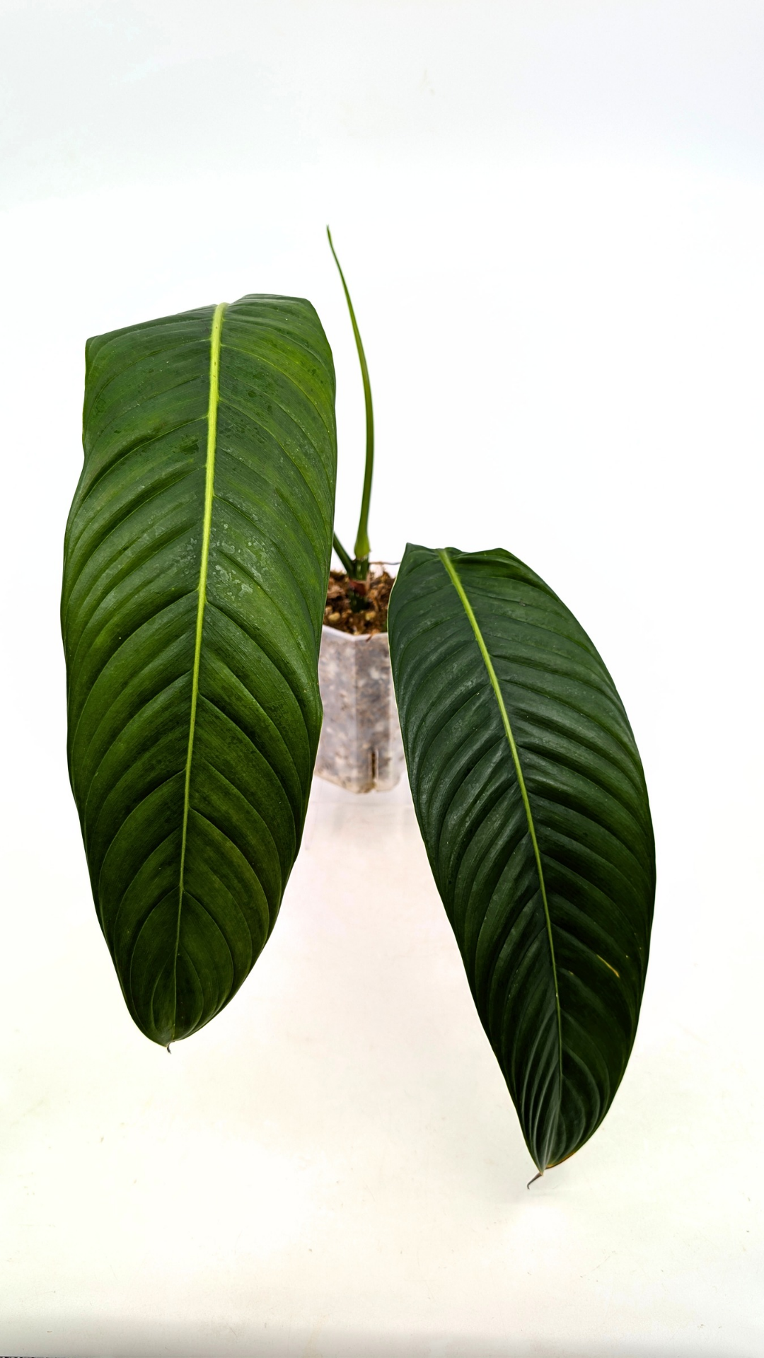 Rare Indoor Plant Philodendron Heterocraspedon for sale at rare plant shop The Leaf Gallery in Perth, Western Australia
