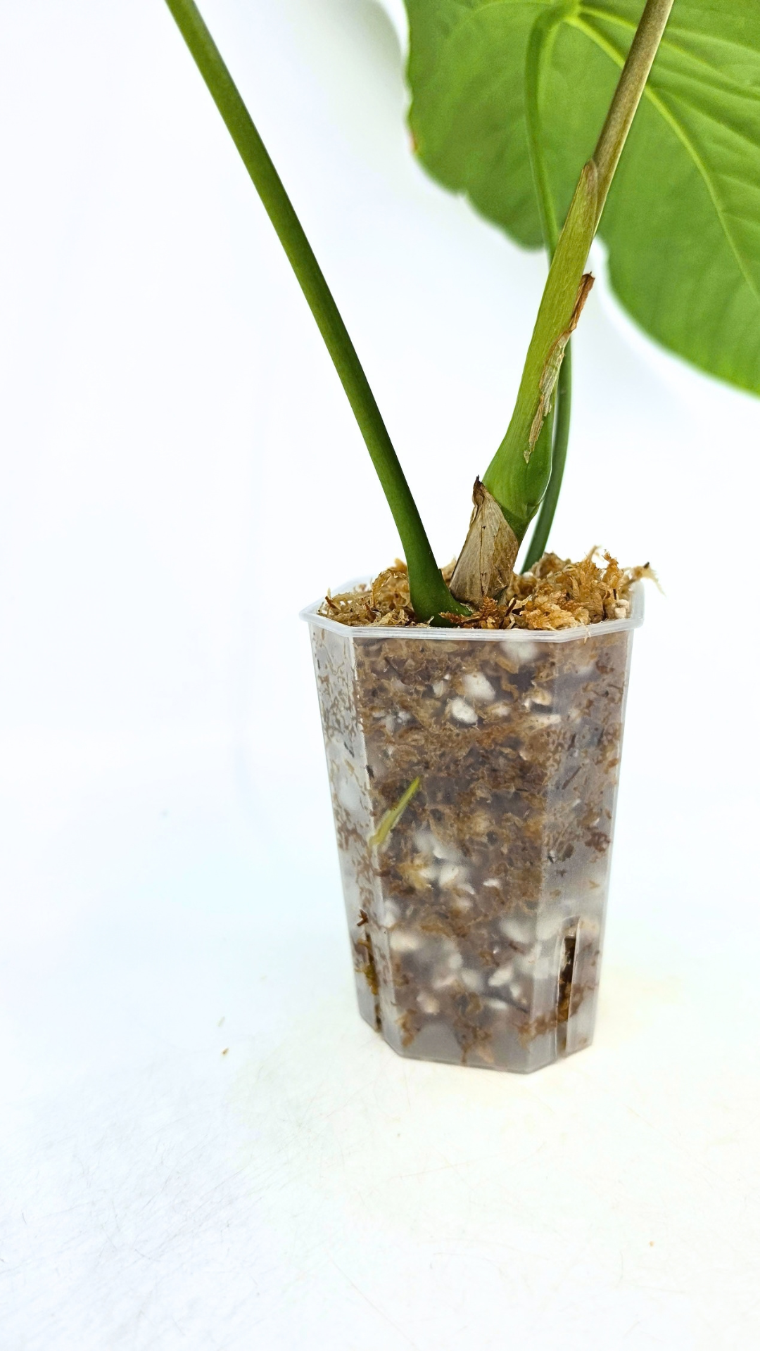 Uncommon indoor plant Anthurium Balaoanum available for sale at rare plant shop The Leaf Gallery in Perth, Western Australia