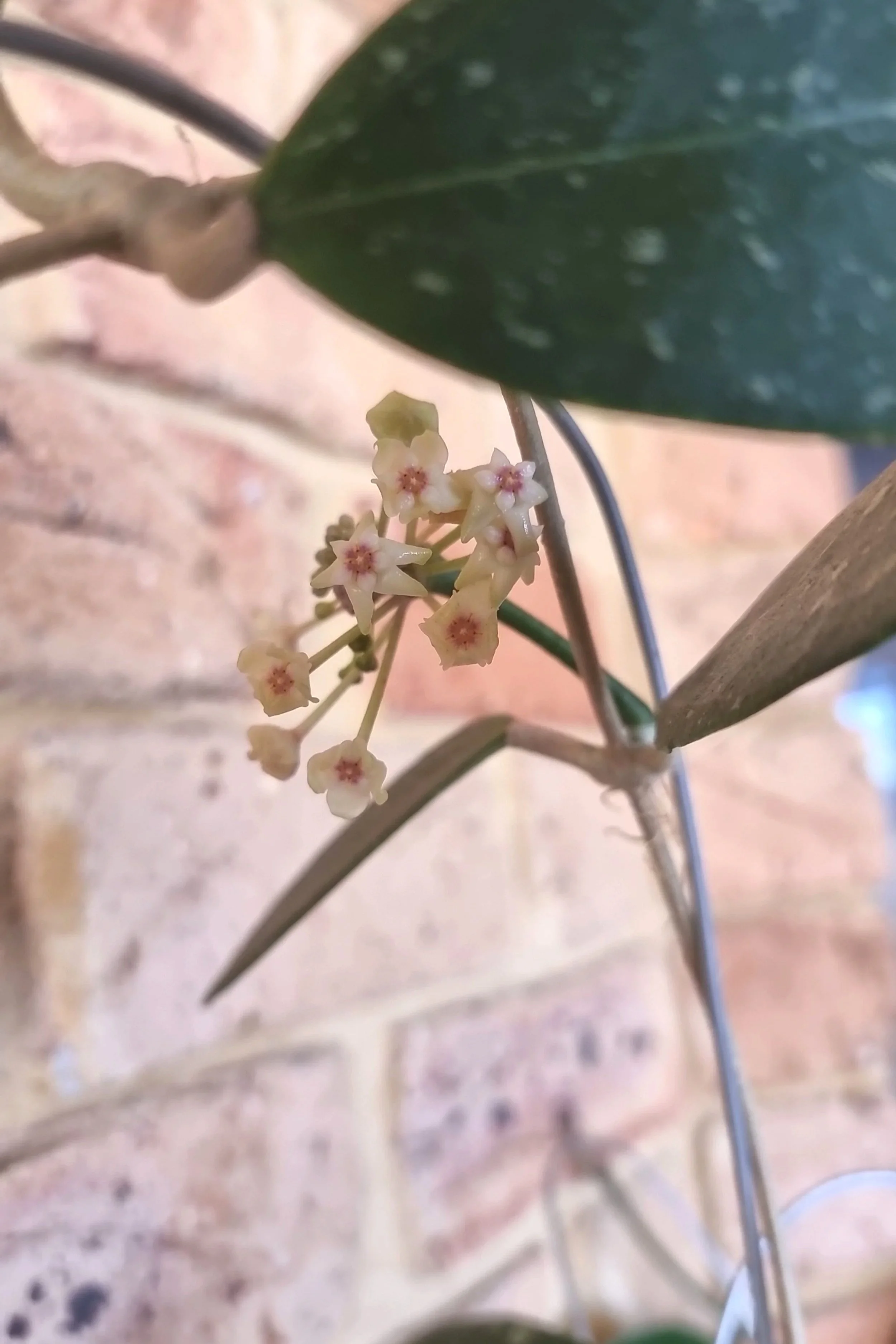 Rare waxplant Hoya sp Para Splash available for sale at rare indoor plant shop The Leaf Gallery in Perth, Western Australia