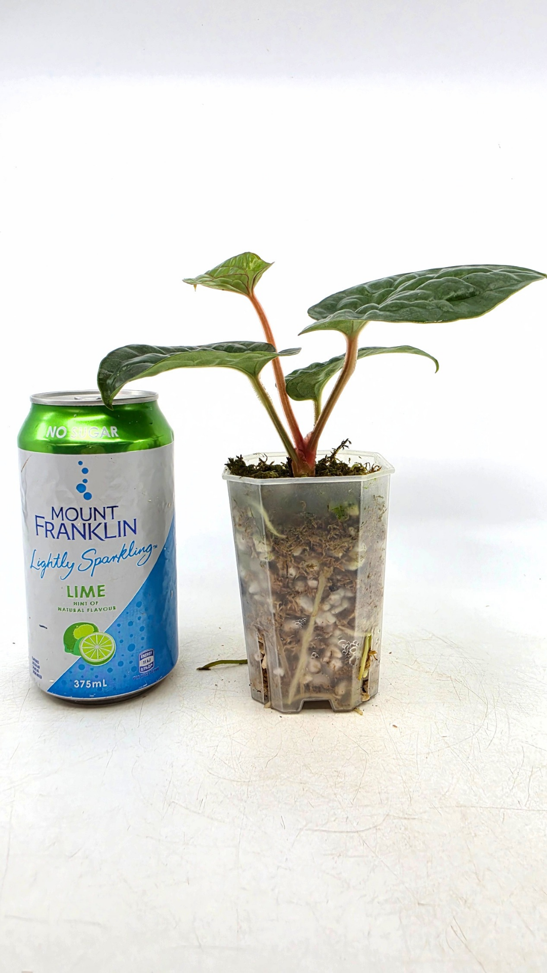 Rare indoor plant Anthurium Luxurians available for sale at rare house plant shop The Leaf Gallery in Perth, Western Australia