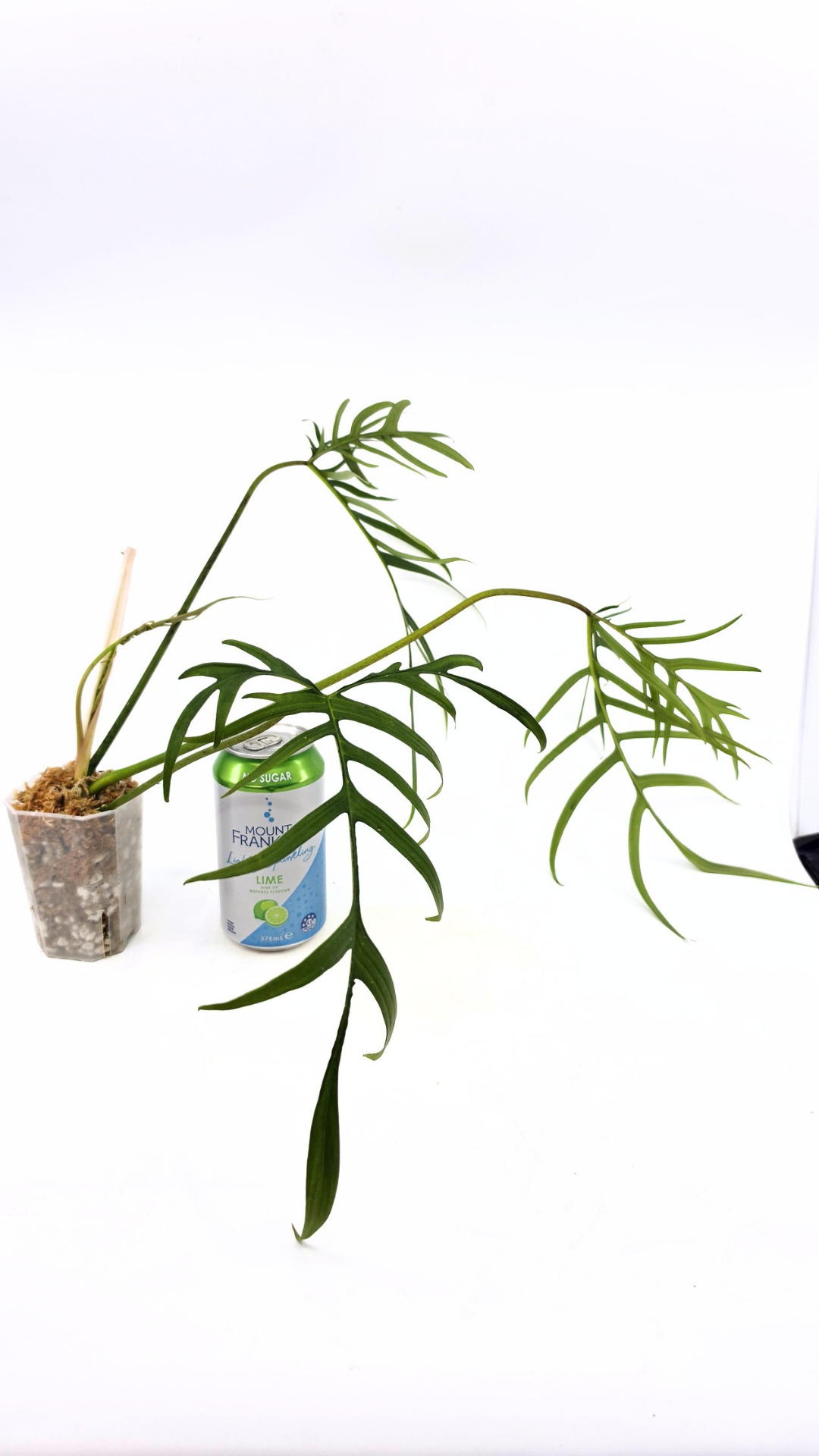 Rare indoor plant Philodendron Polypodioides available for sale at rare house plant shop The Leaf Gallery in Perth, Western Australia