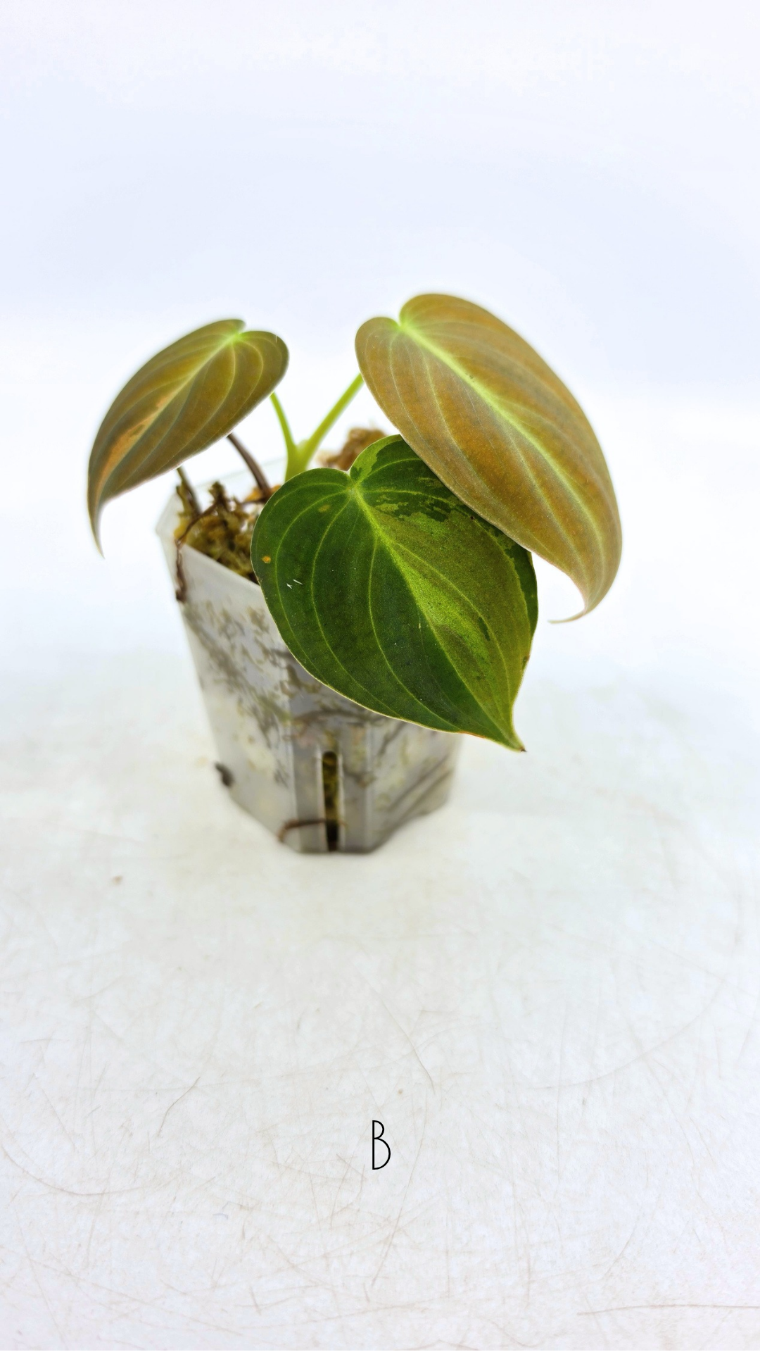 Rare plant Philodendron Melanochrysum Varigated available for sale at rare plant shop The Leaf Gallery in Perth, Western Australia