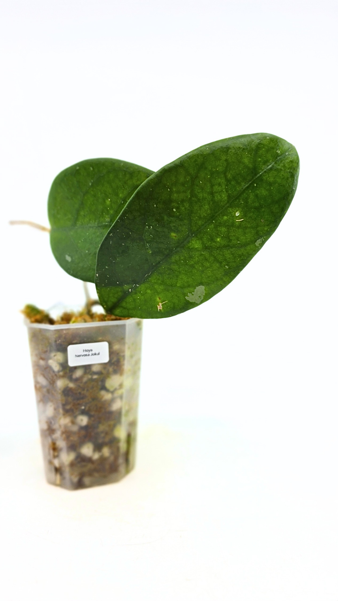 Rare waxplant Hoya Nervosa Jokul available for sale at rare plant shop The Leaf Gallery in Perth, Western Australia