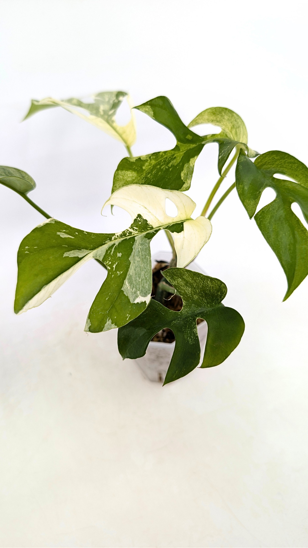 Rare indoor plant Raphidophora Tetrasperma Albo for sale at rare plant shop The Leaf Gallery in Perth, Western Australia