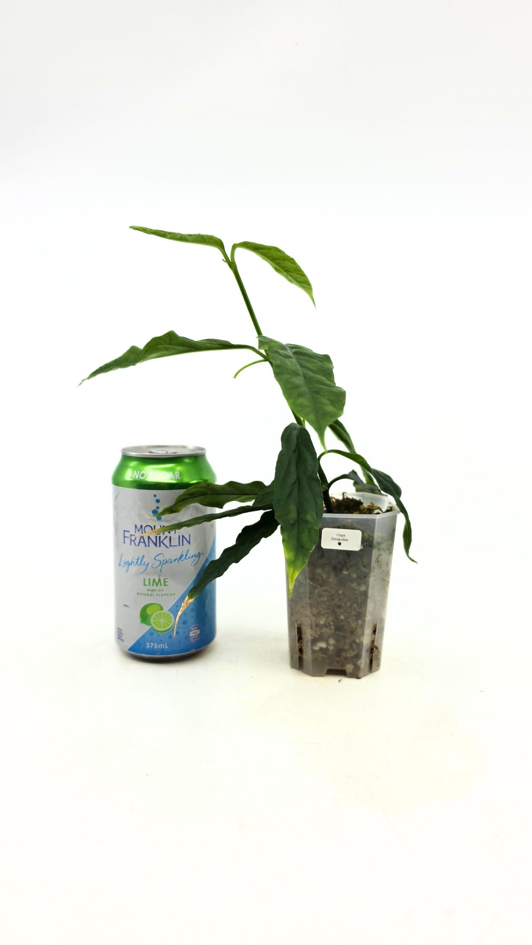 Rare waxplant Hoya Decipulae available for sale at rare indoor plant shop The Leaf Gallery in Perth, Western Australia