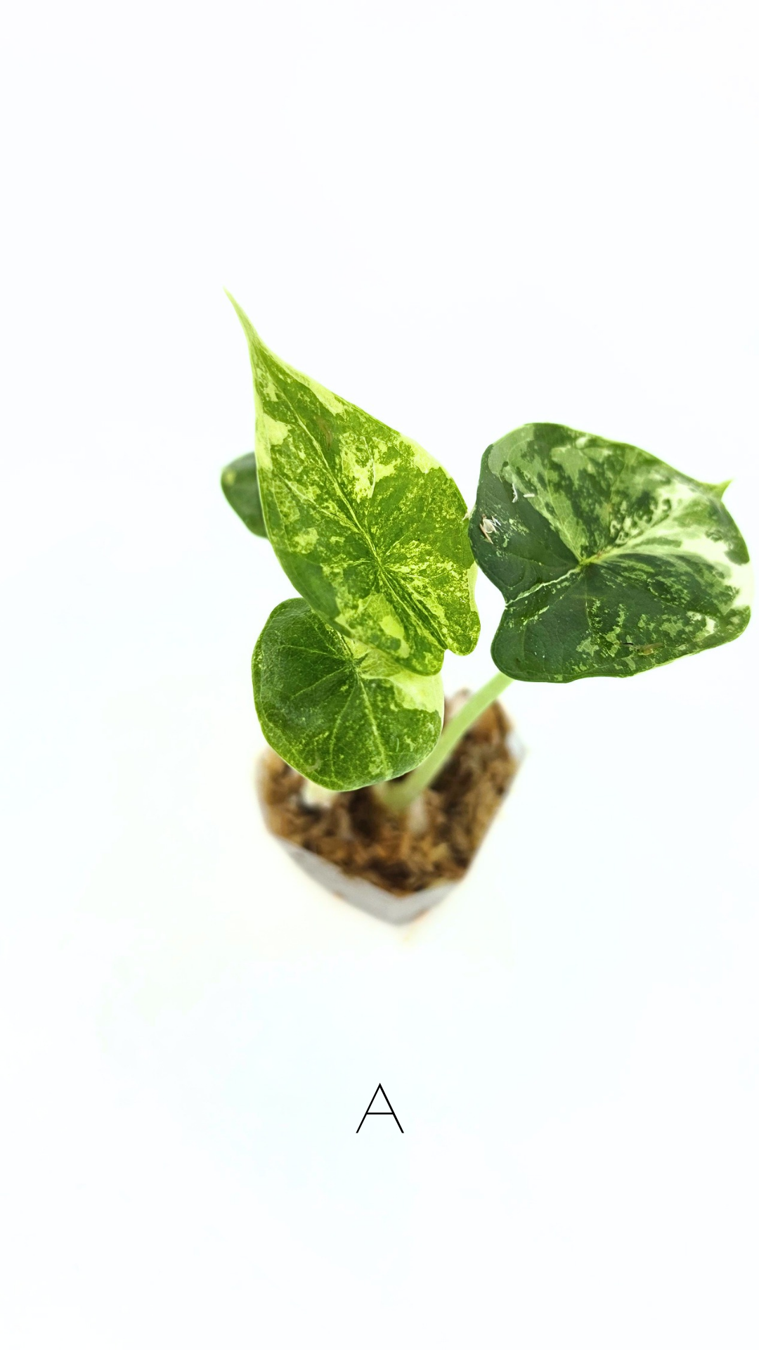 Sought after indoor plant Alocasia Dragon Scale Variegated available for sale at rare house plant shop The Leaf Gallery in Perth, Western Australia
