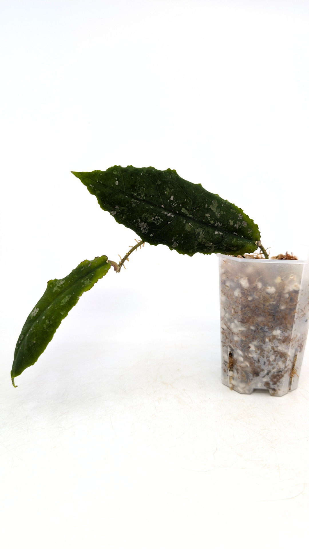 Rare waxplant Hoya Undulata available for sale at rare indoor plant shop The Leaf Gallery in Perth, Western Australia