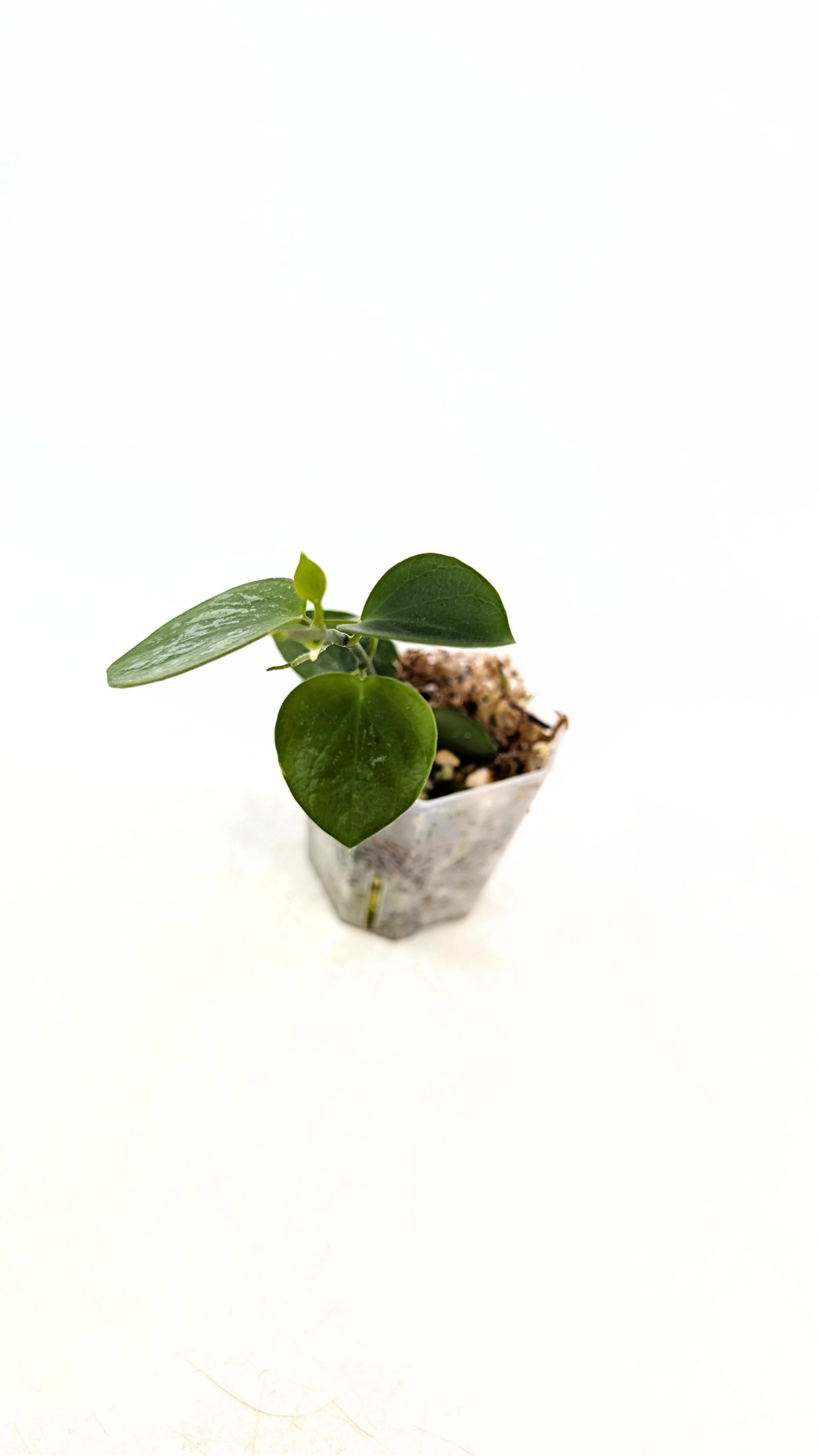 Rare waxplant Hoya Biak Irian Jaya IML1187 available for sale at rare plant shop The Leaf Gallery in Perth, Western Australia