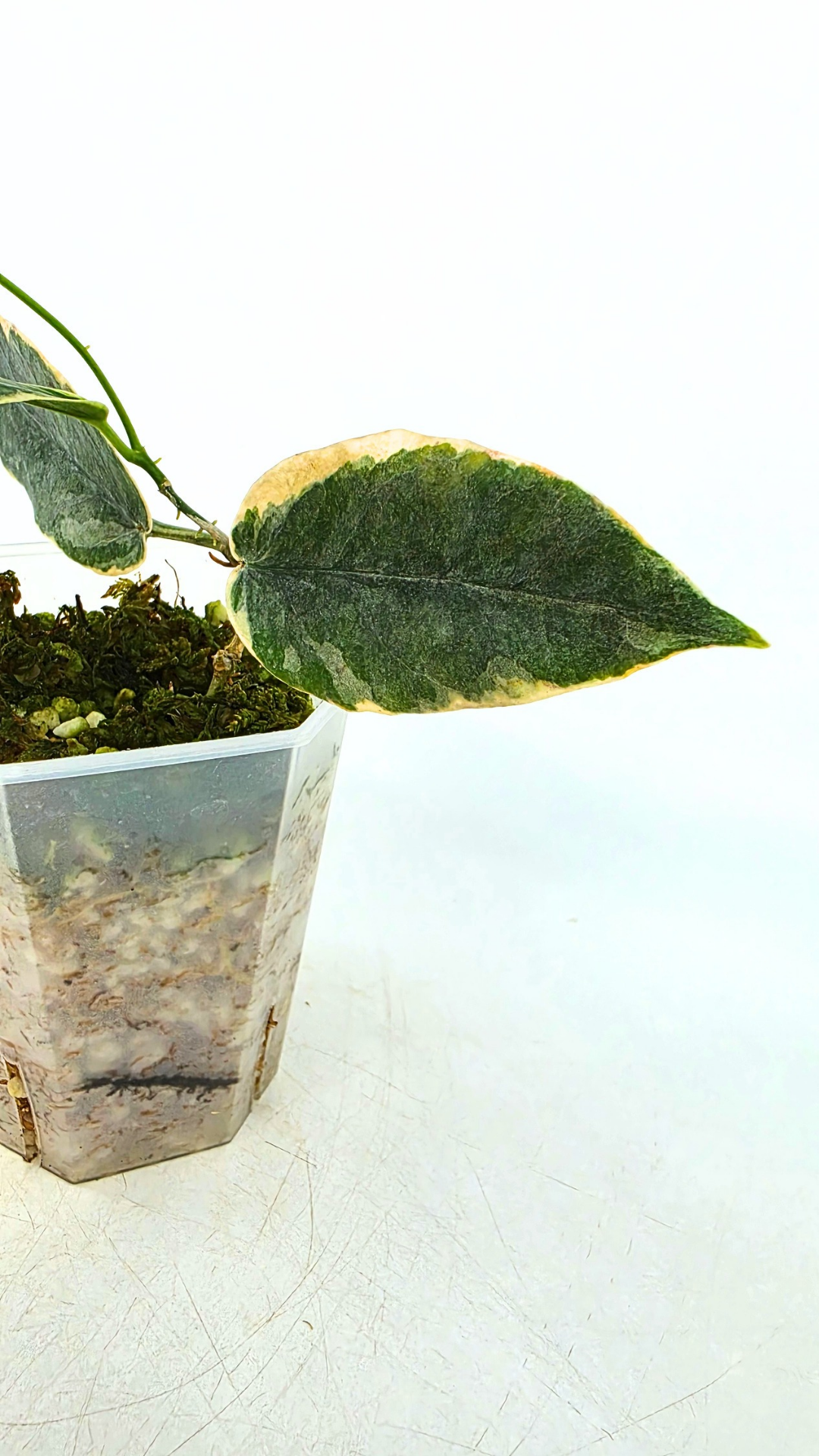Rare waxplant Hoya Archboldiana Albomarginata available for sale at rare indoor plant shop The Leaf Gallery in Perth, Western Australia