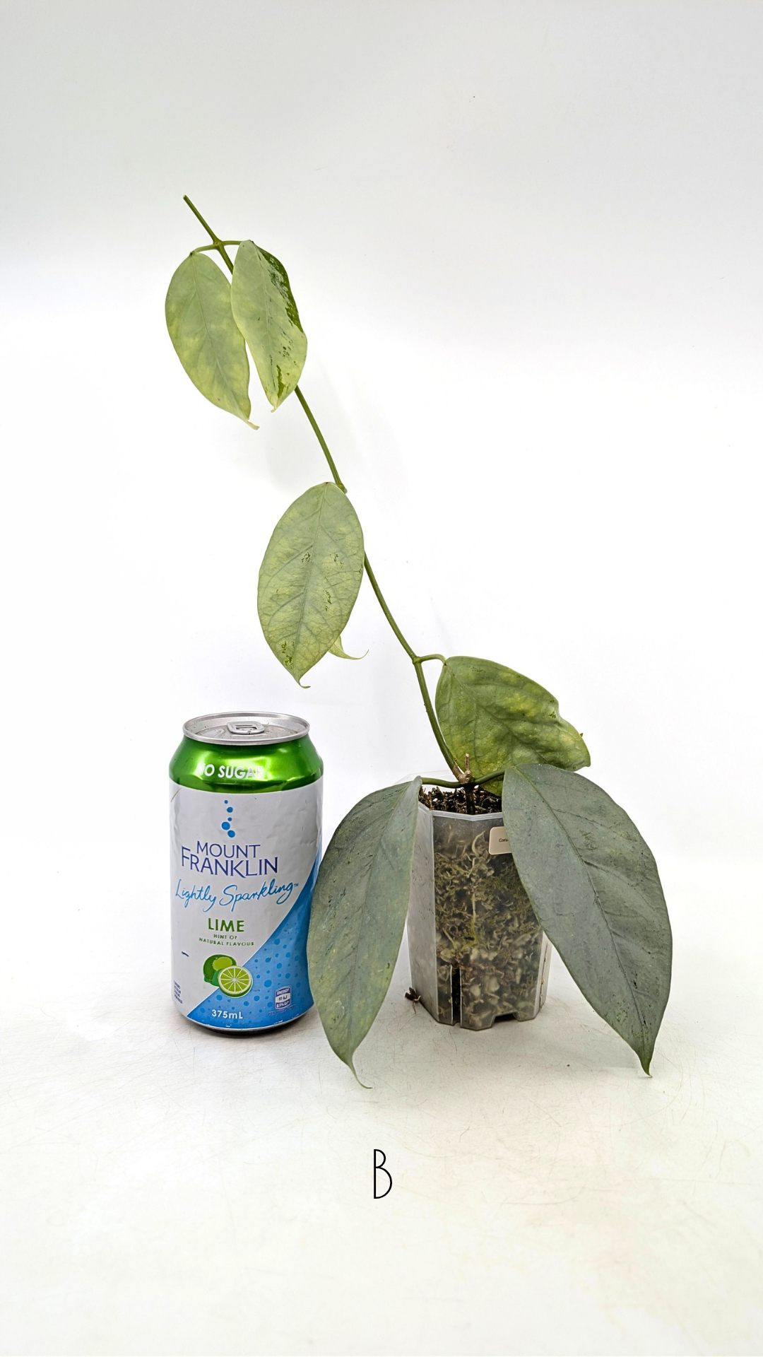 Rare waxplant Hoya Coriacea Silver available for sale at rare indoor plant shop The Leaf Gallery in Perth, Western Australia