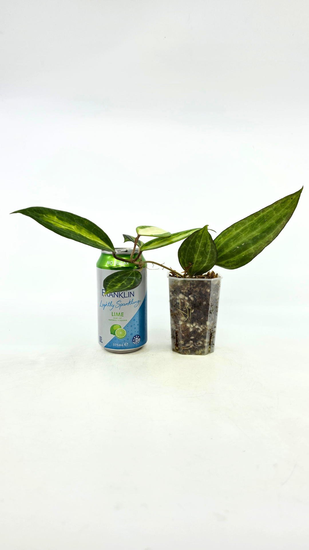 Rare waxplant Hoya Macrophylla Pot of Gold available for sale at rare indoor plant shop The Leaf Gallery in Perth, Western Australia