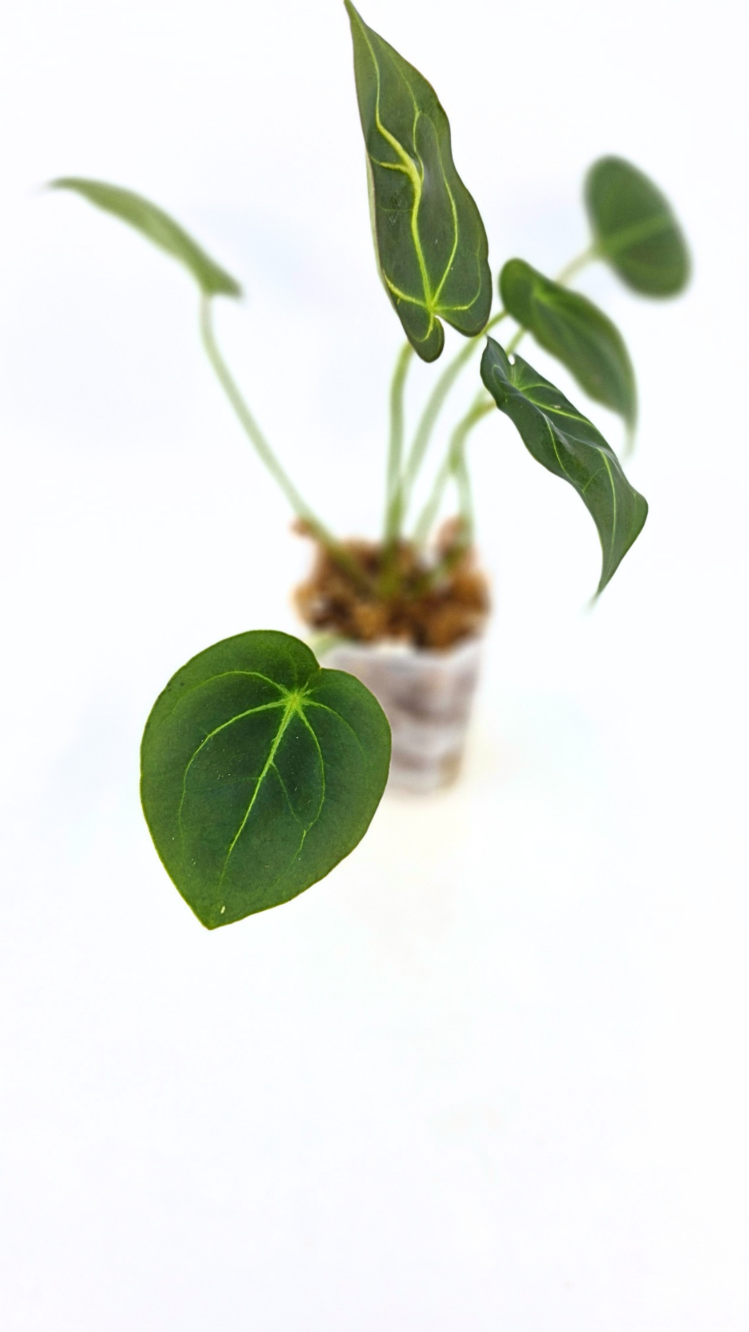 Rare anthurium hybrid Dark Forgetii X Bessae Aff available for sale at rare houseplant shop The Leaf Gallery in Perth, Western Australia