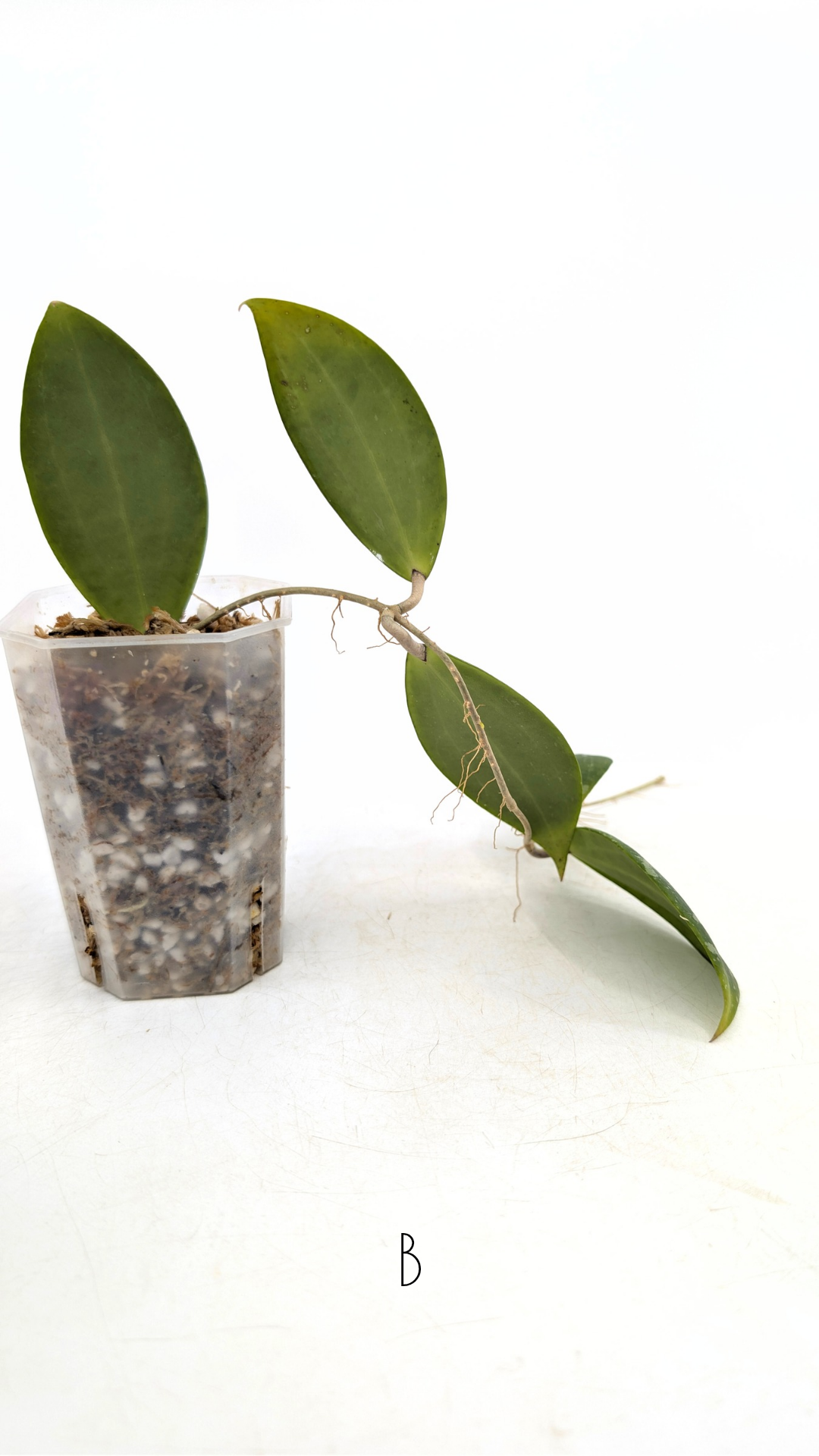 Rare waxplant Hoya Wibergiae IML1618 available for sale at rare plant shop The Leaf Gallery in Perth, Western Australia