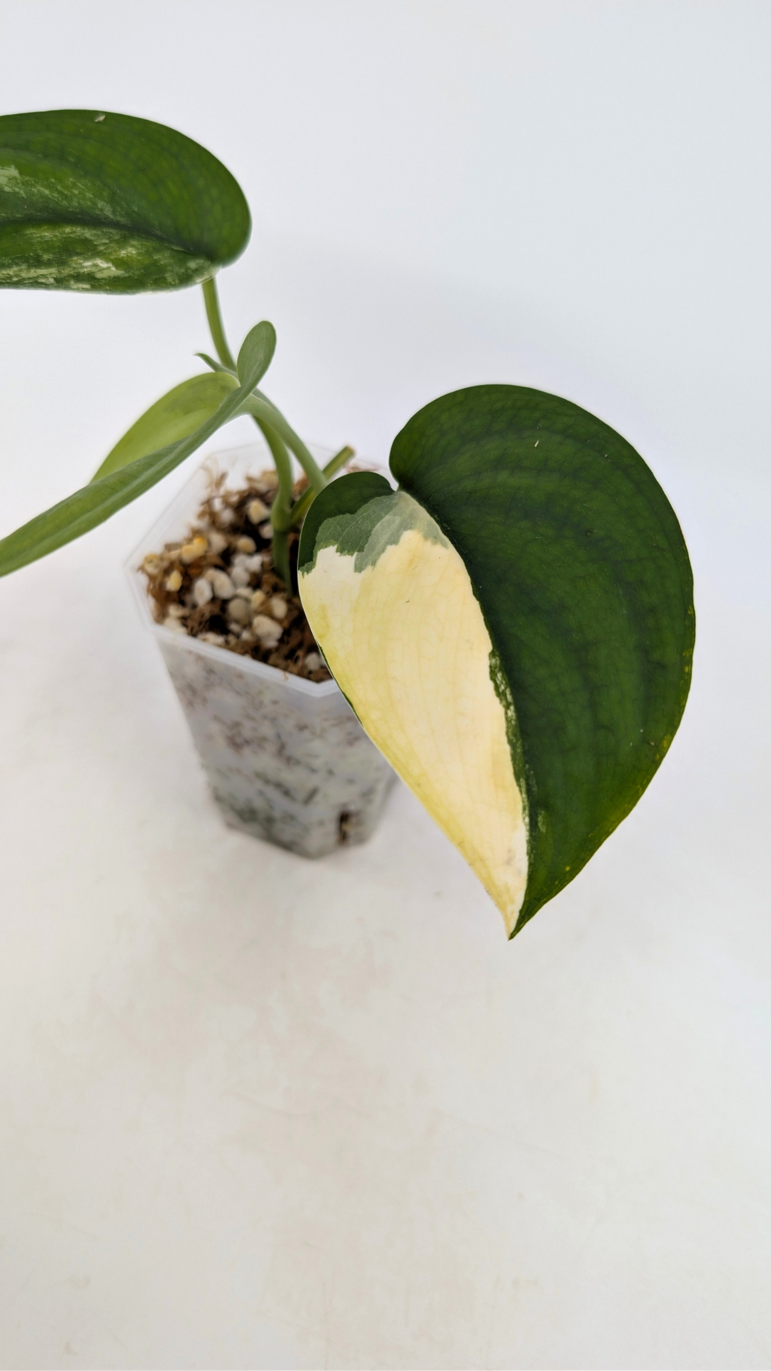 Rare house plant Scindapsus Jade Satin Aurea Variegated available for sale at rare indoor plant shop The Leaf Gallery in Perth, Western Australia