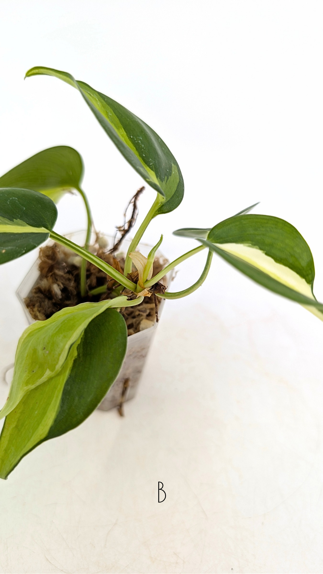 Rare indoor plant Philodendron Cream Splash available at rare plant shop The Leaf Gallery in Perth, Western Australia