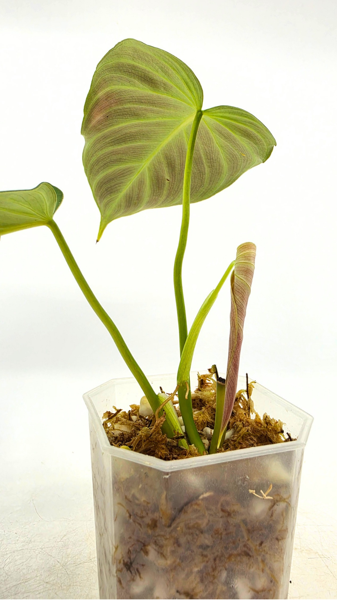 Uncommon indoor plant Philodendron Splendid available for sale at rare house plant shop The Leaf Gallery in Perth, Western Australia