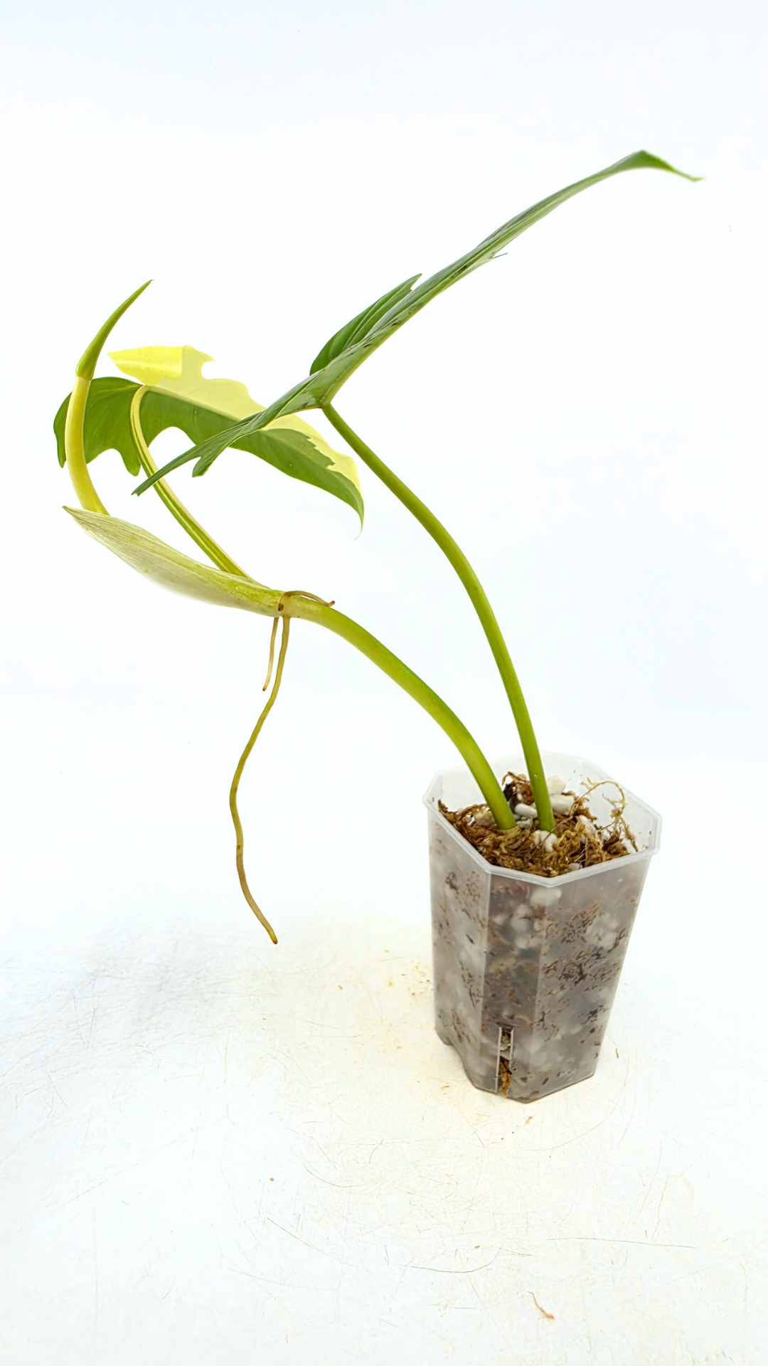 Super Rare indoor plant Philodendron Golden Dragon variegated available for sale at rare house plant shop The Leaf Gallery in Perth, Western Australia.