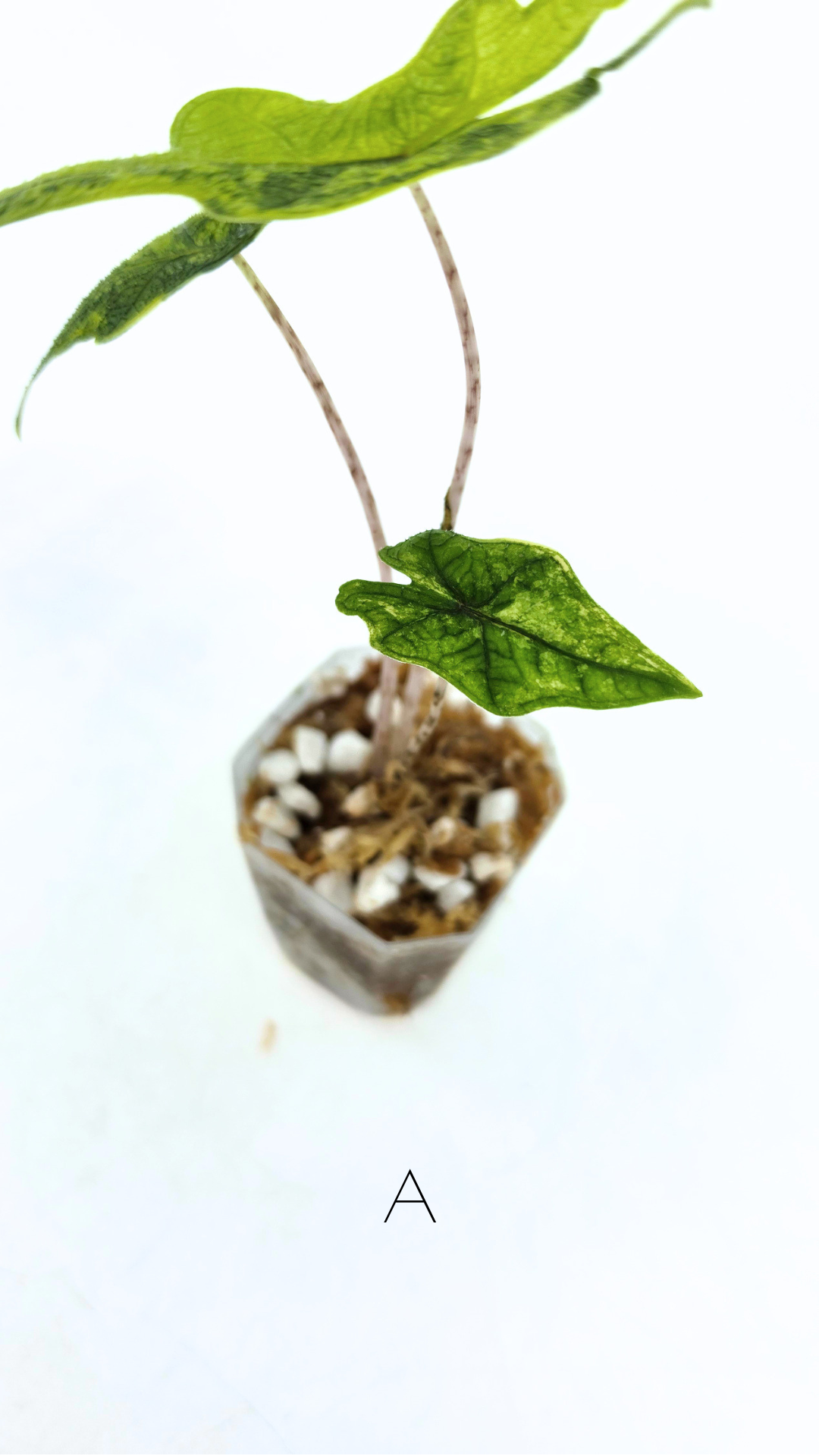 Rare indoor plant Alocasia Jacklyn Variegated available for sale at rare house plant shop The Leaf Gallery in Perth, Western Australia