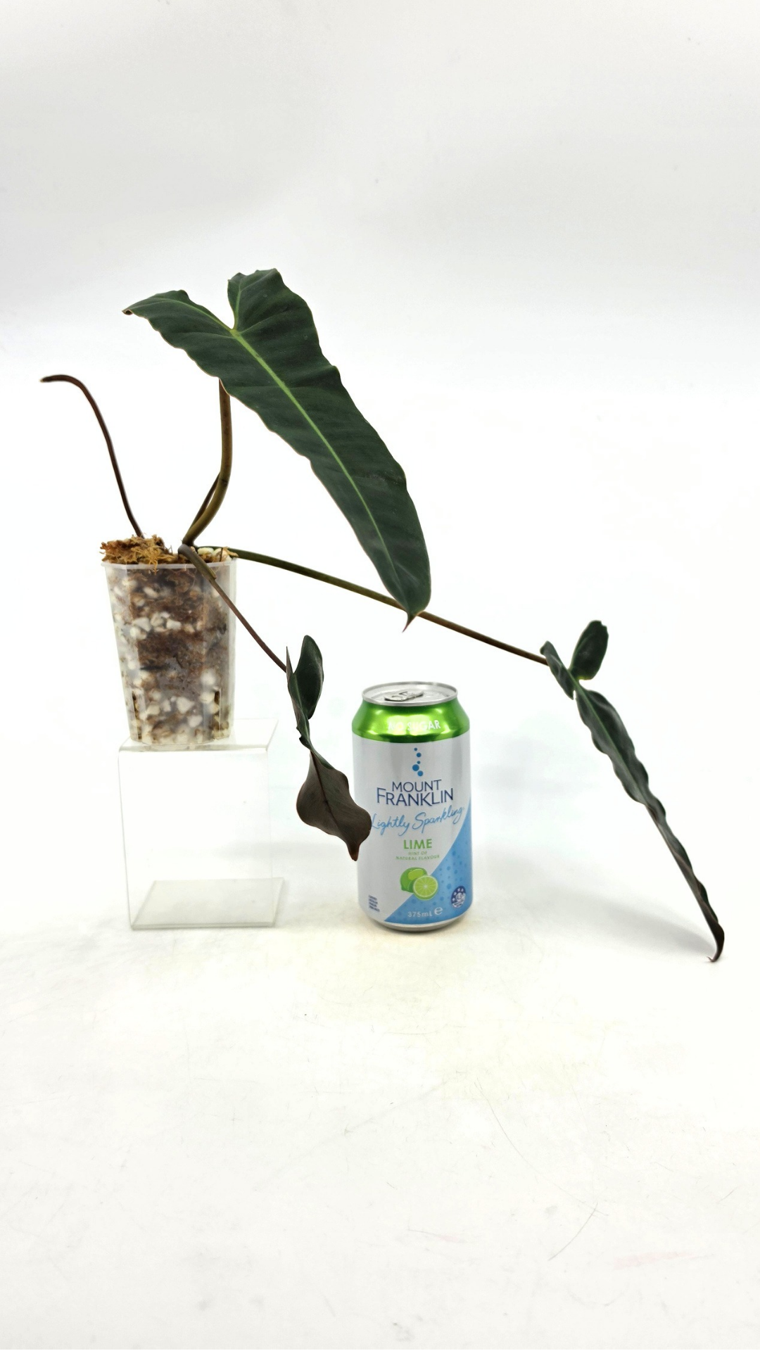 Rare indoor plant Philodendron Black Billitiae (philodendron atabapoense x philodendron billietiae) available for sale at rare house plant shop The Leaf Gallery in Perth, Western Australia