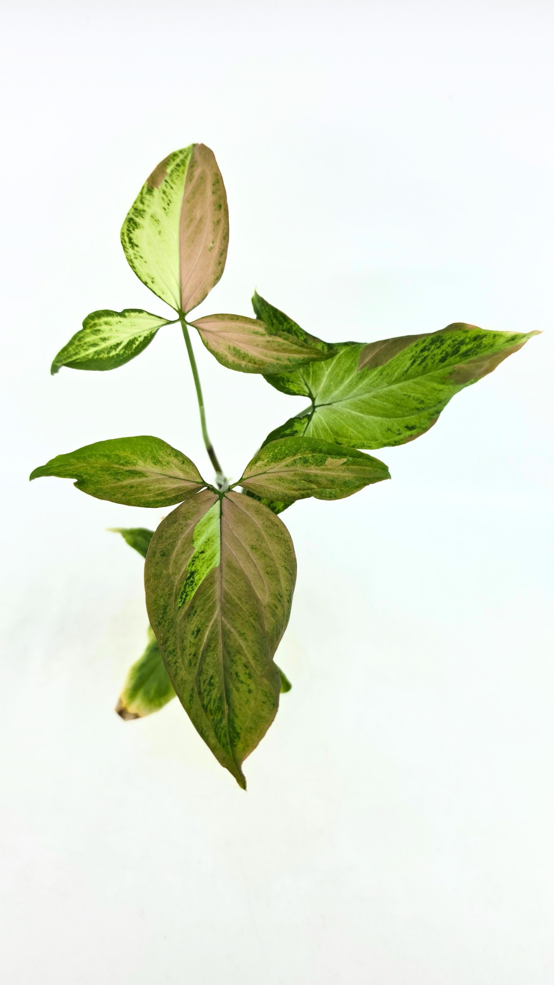 Rare plant Syngonium Redspot Tricolour available from rare plant shop The Leaf Gallery in Perth, Western Australia