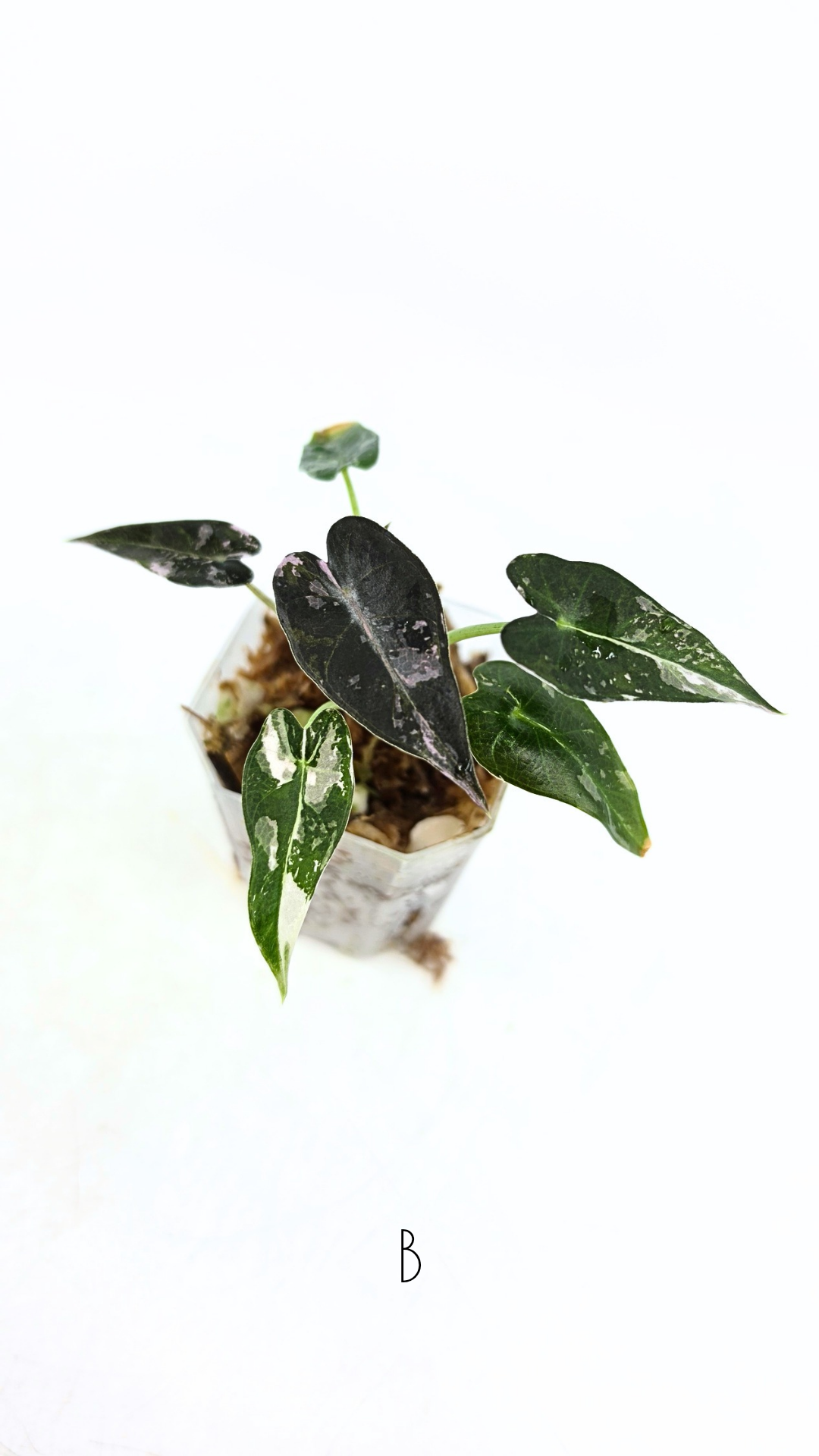 Rare indoor plant Alocasia Amazonica Bambino Pink TC plantlets available for sale at rare houseplant shop The Leaf Gallery in Perth, Western Australia