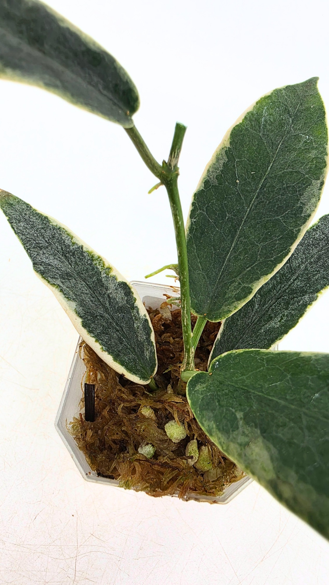 Rare waxplant Hoya Archboldiana Albomarginata available for sale at rare indoor plant shop The Leaf Gallery in Perth, Western Australia
