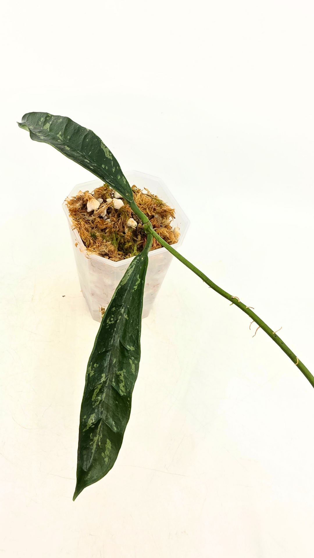 Rare waxplant Hoya Grifithii Silver available for sale at rare plant shop The Leaf Gallery in Perth, Western Australia