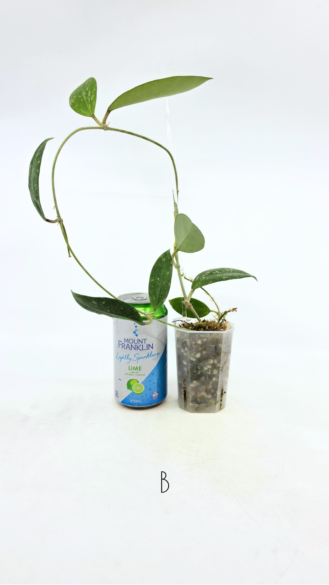 Single plants upload_20251208_171351_0001.png