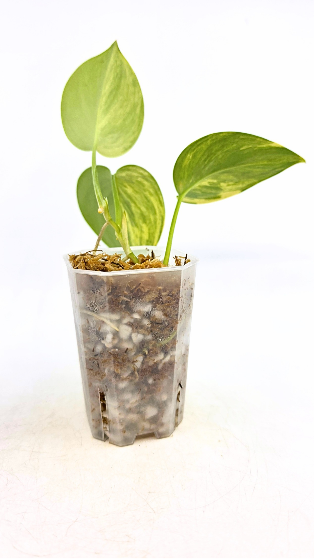Rare houseplant Scindapsus Treubii Moonlight Aurea Variegated (Rubicon) available at rare indoor plant shop The Leaf Gallery in Perth, Western Australia
