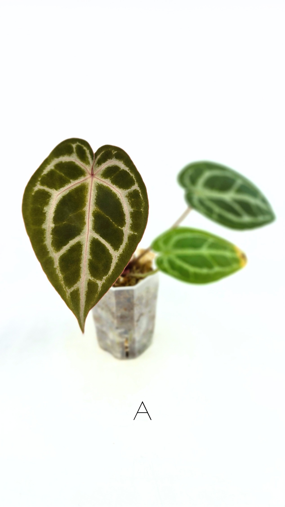 Rare anthurium hybrid Anthurium red dorayaki mutation with Anthurium Michelle by The Leaf Gallery in Perth, Western Australia