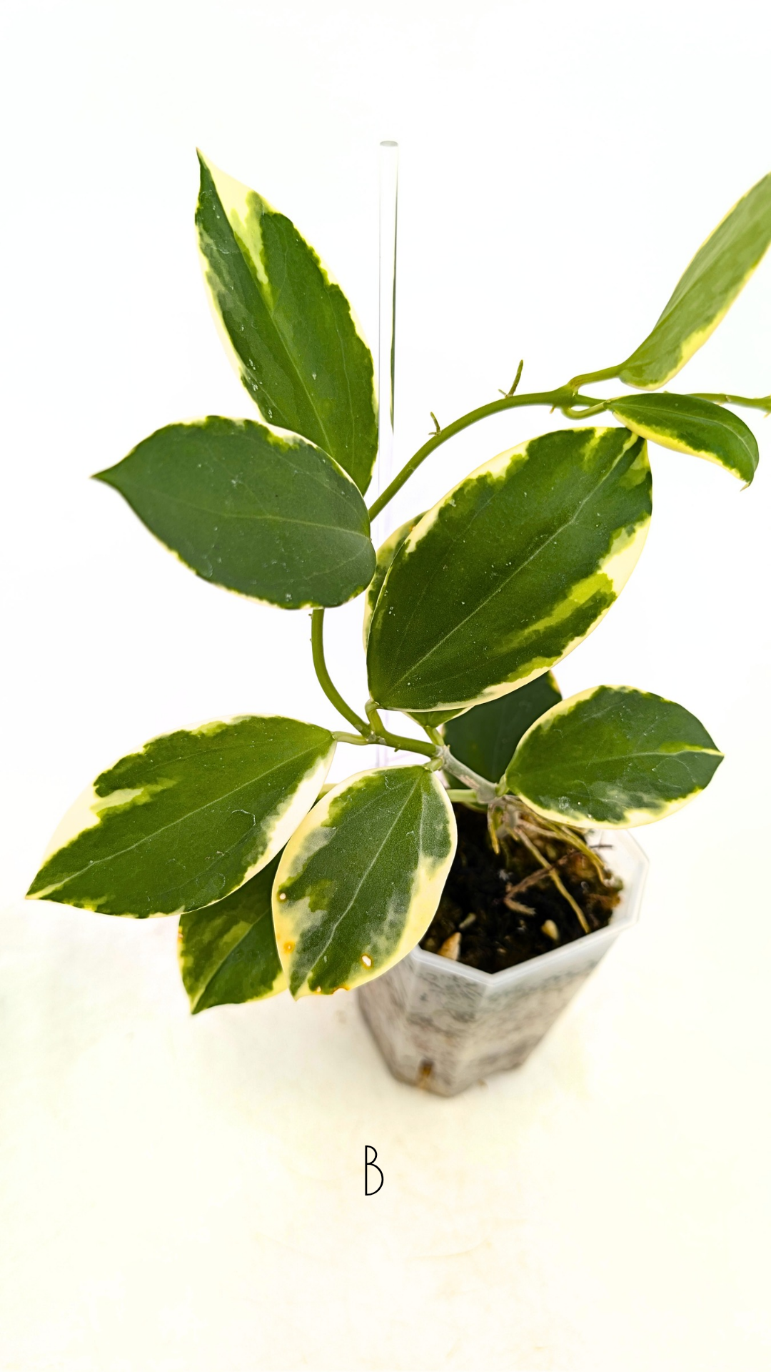 Rare waxplant Hoya sp Para Albomarginata available for sale at rare indoor plant shop The Leaf Gallery in Perth, Western Australia